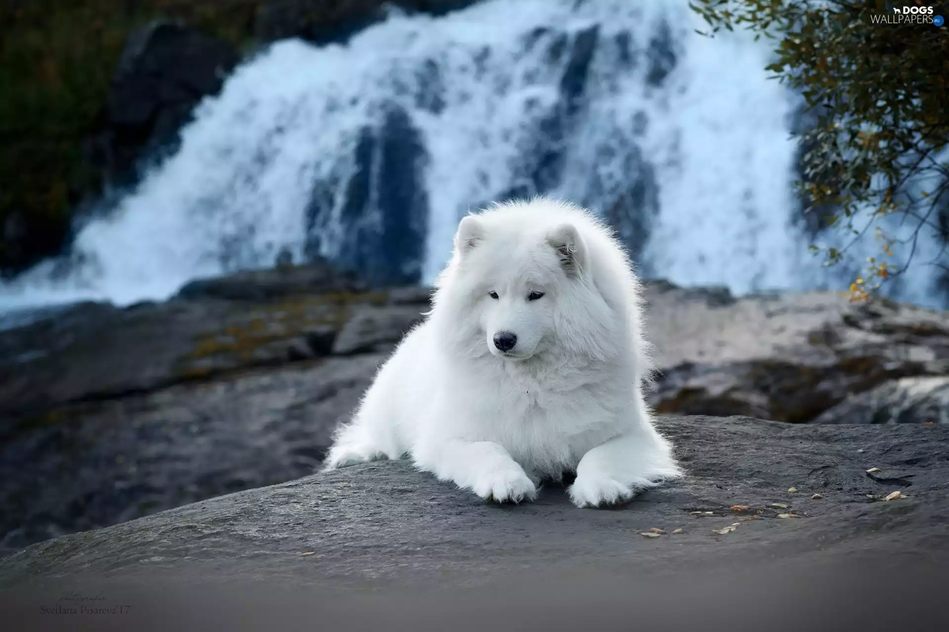 White, Samojed, waterfall, dog