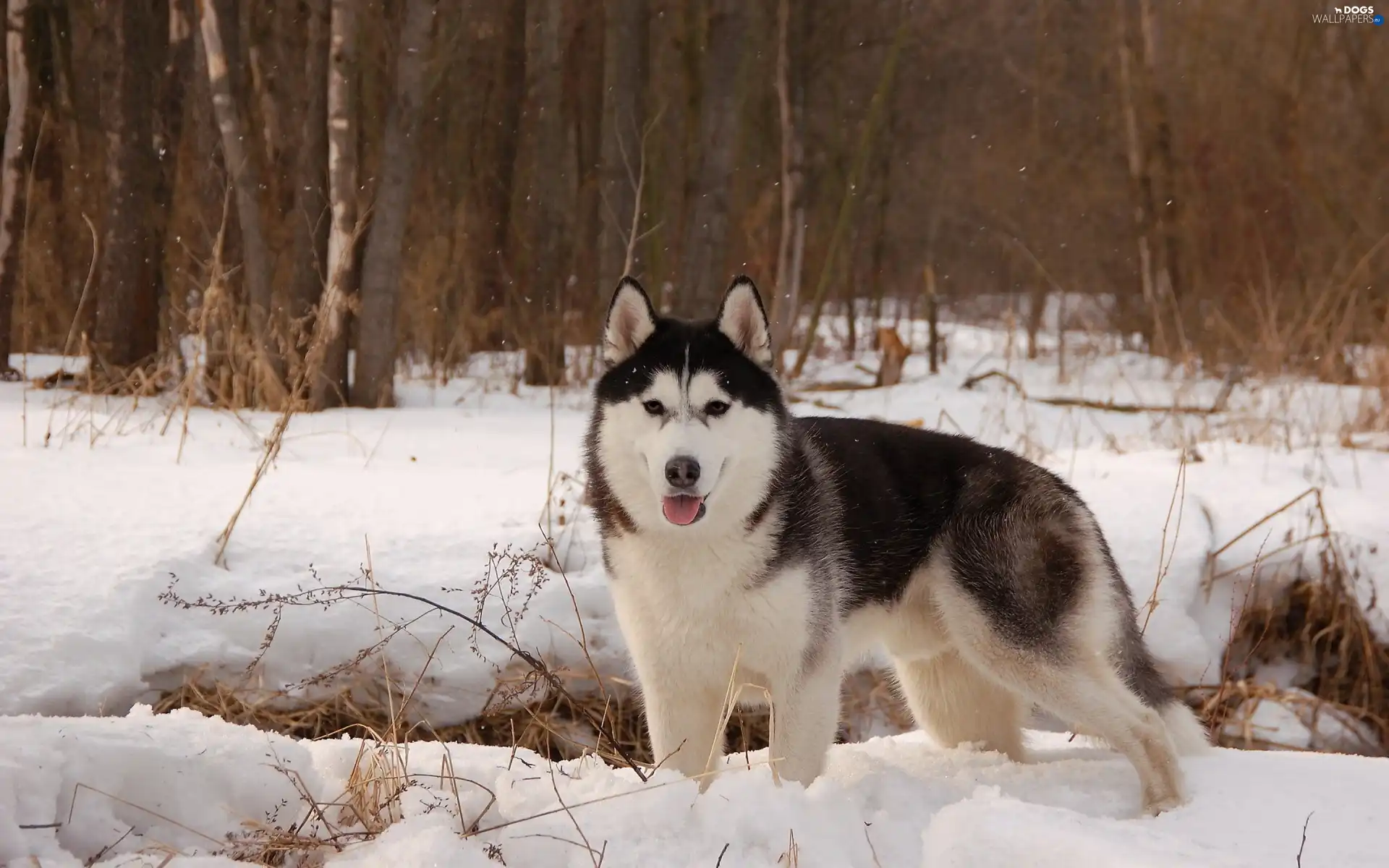 dog, forest, winter, Alaskan Malamute, snow