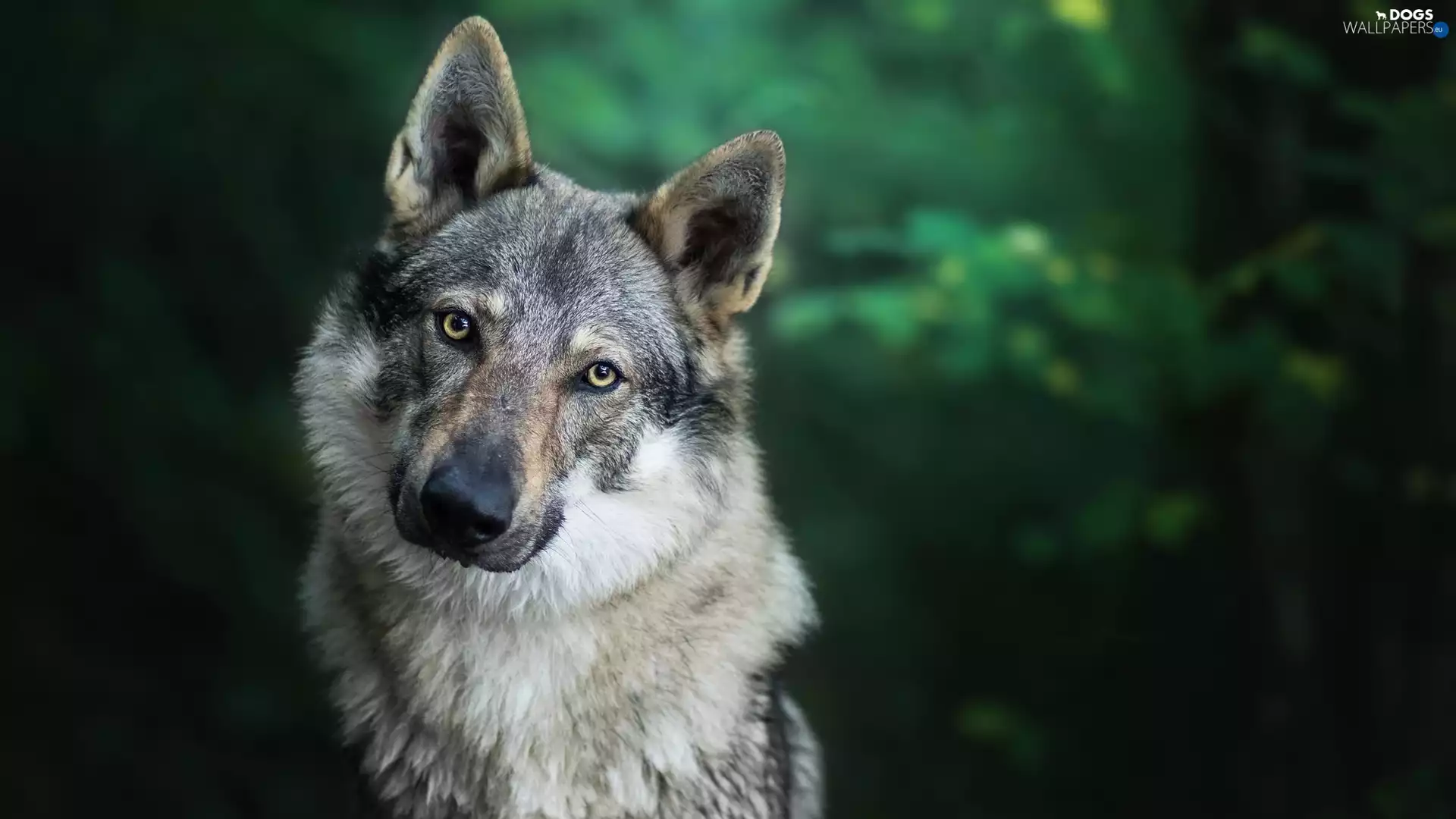 dog, Czechoslovakian Wolfdog