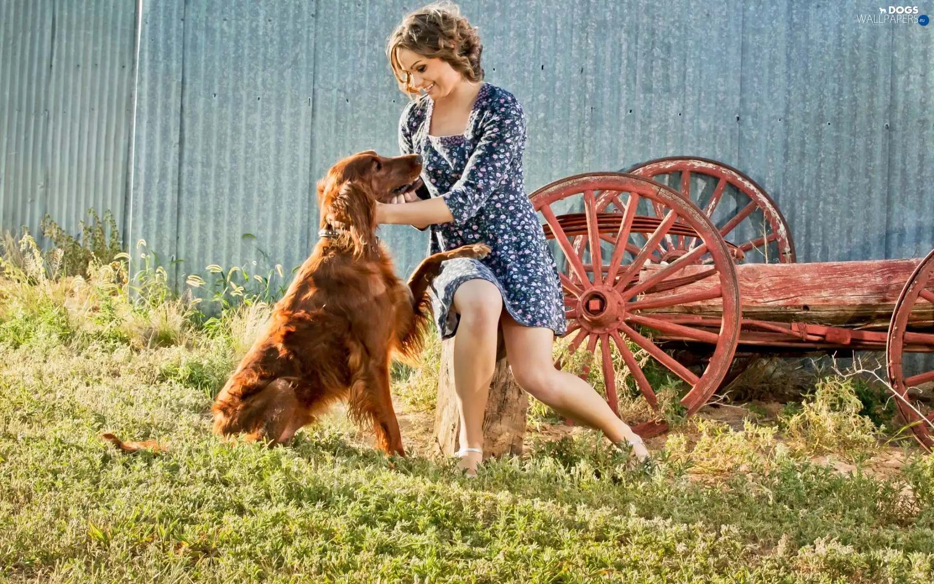 summer, Irish Setter, dog, country, Women