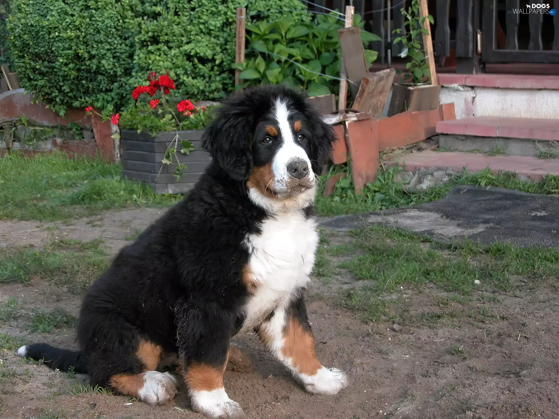 young, Bernese Mountain Dog