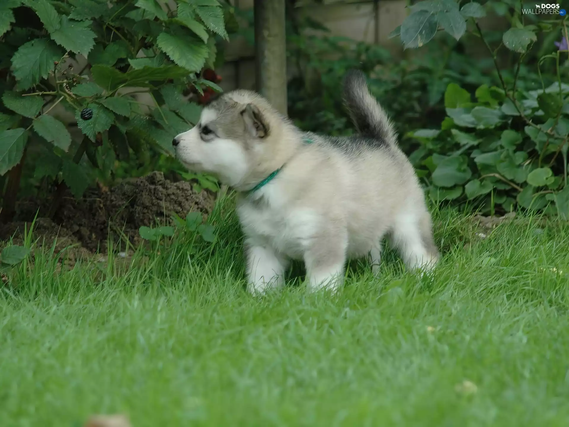 Chubby, Garden, Malamute, doggie