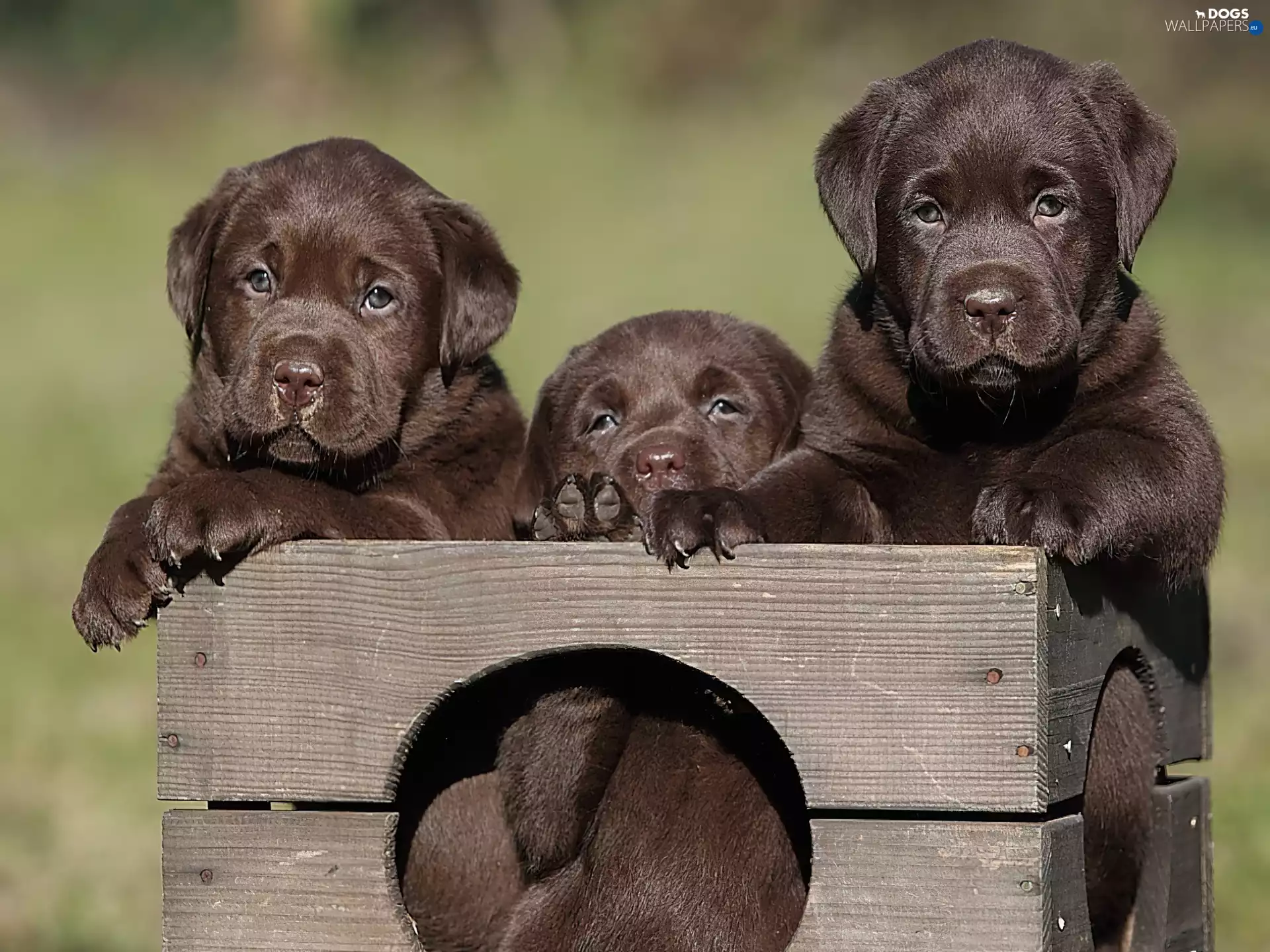 Labradors, Three, little doggies
