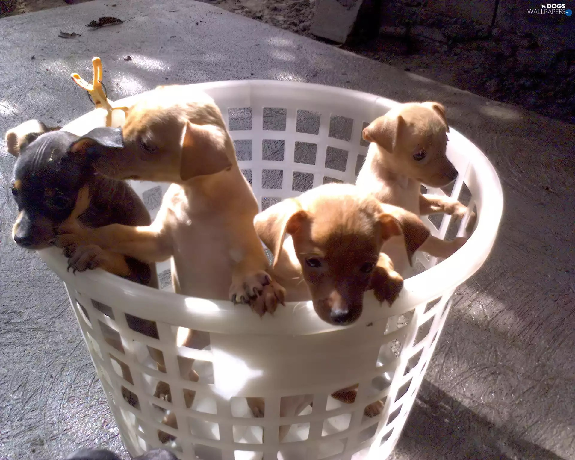White, basket, little doggies, miniature Pinschers, four