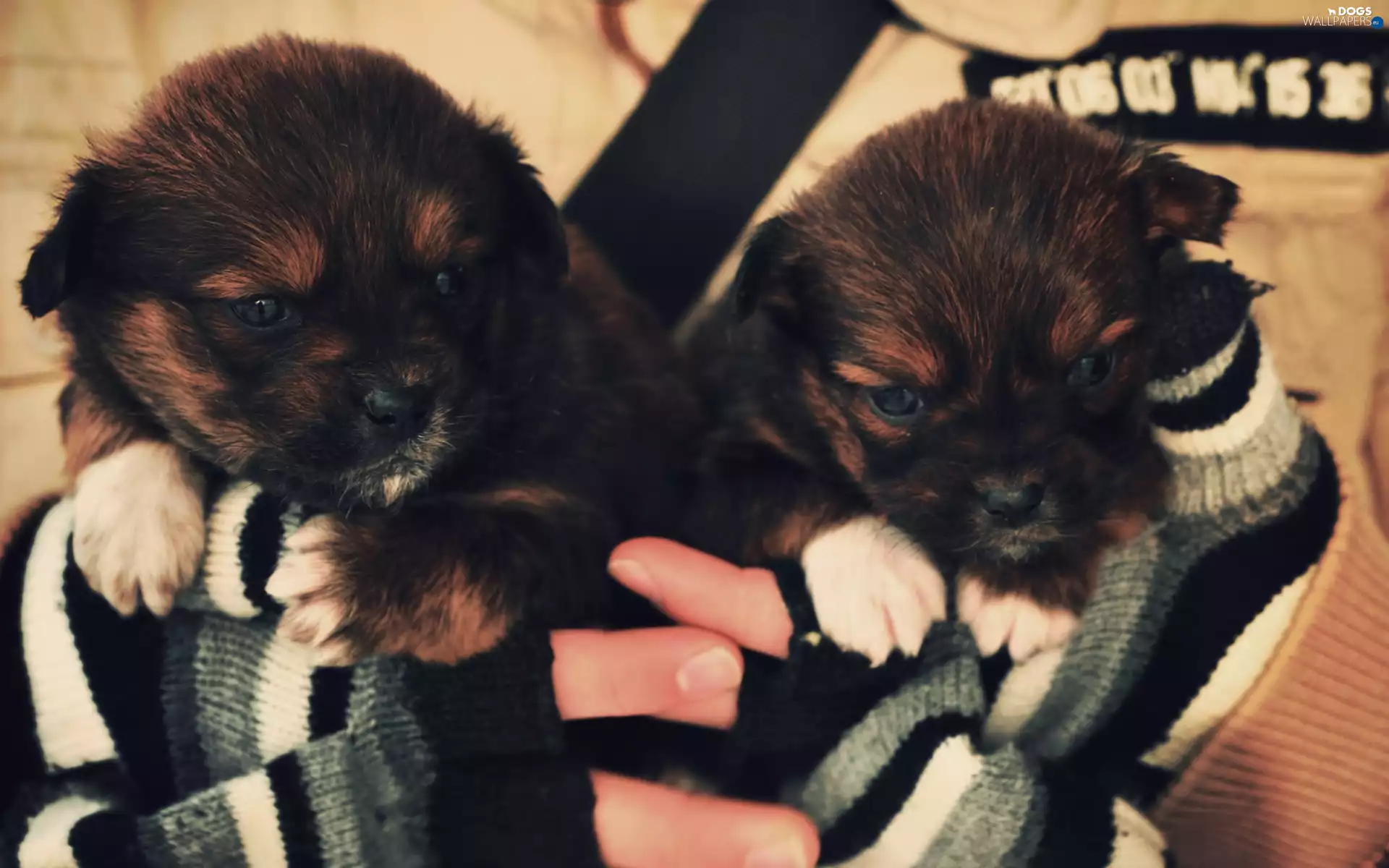hands, Gloves, little doggies, puppies, Two cars