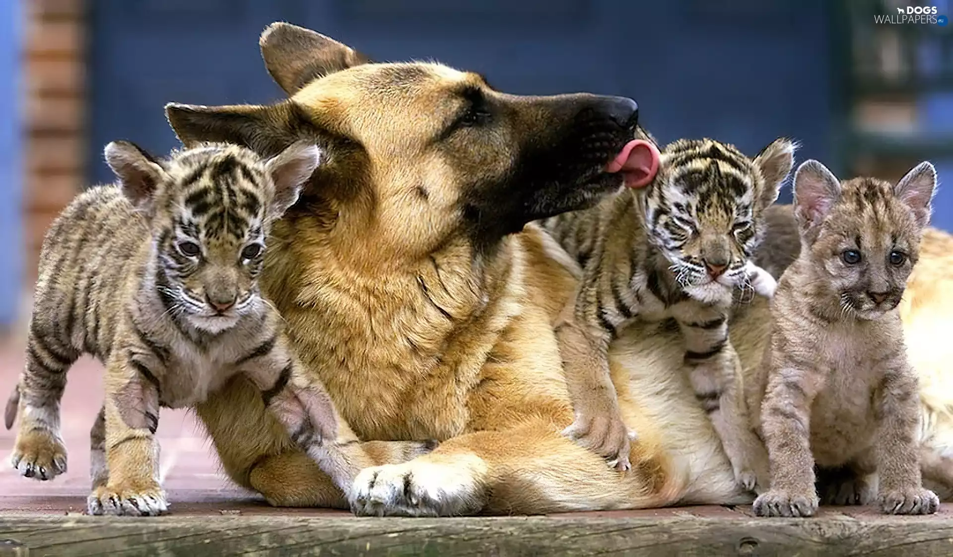 Tigers, dog, little doggies
