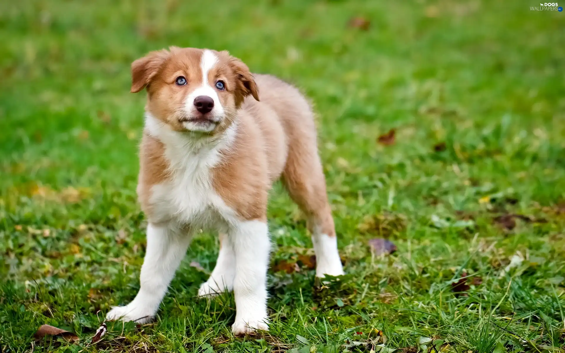 doggy, White, autumn, brown