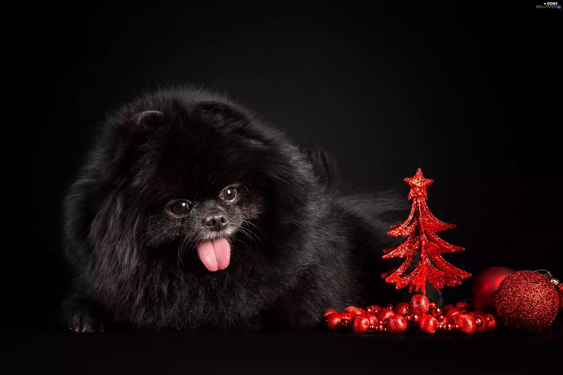 christmas tree, baubles, doggy, Tounge, Black