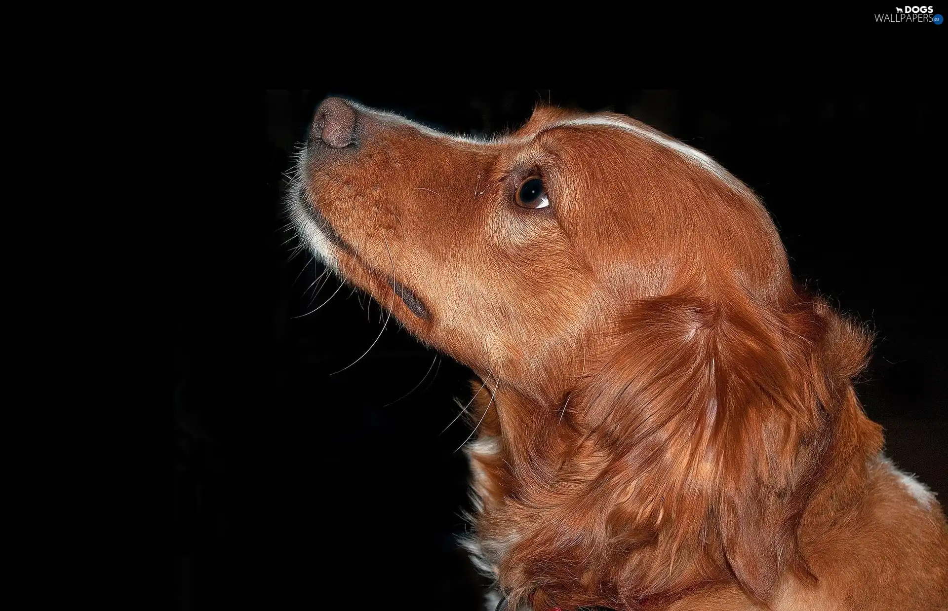 Brown, doggy, honeyed