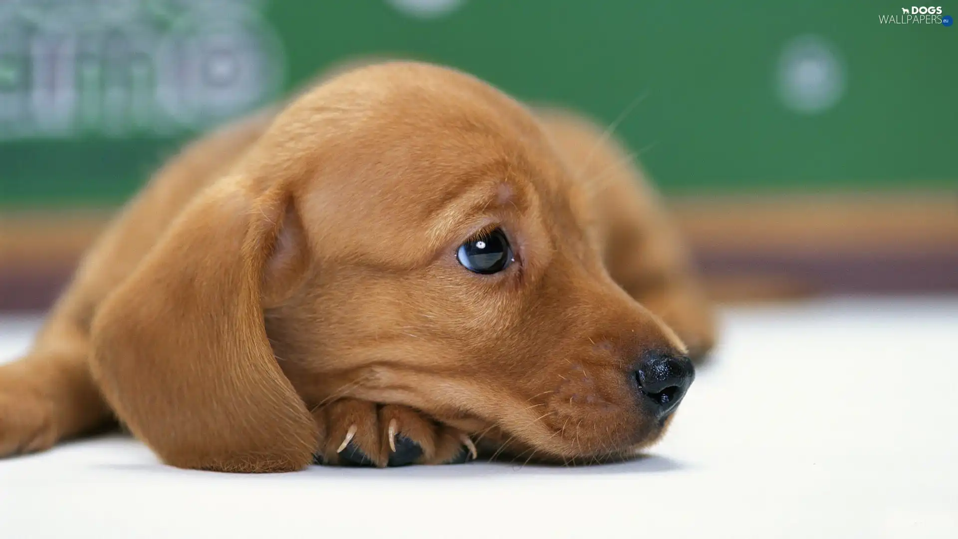 Brown, doggy, young