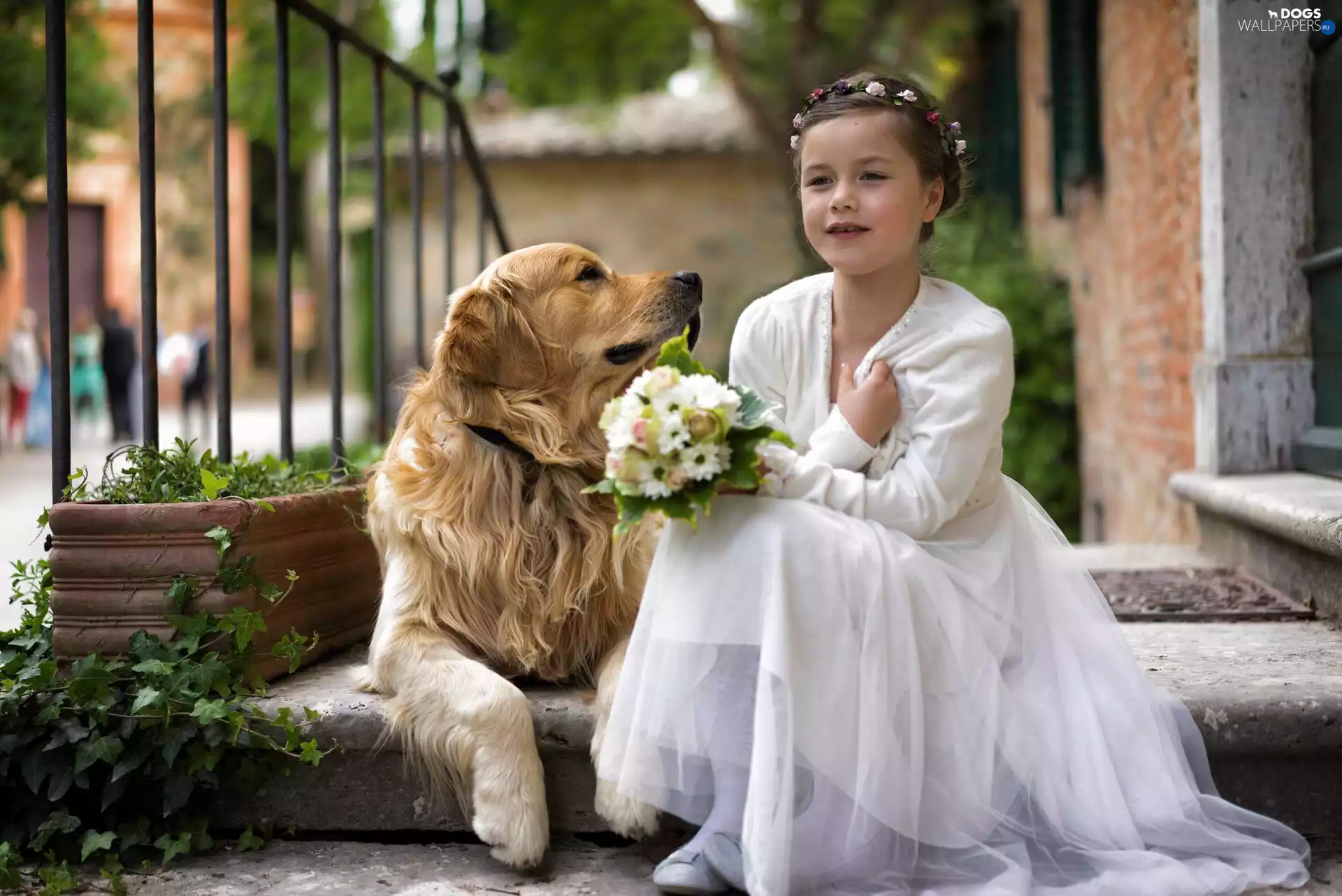 Flowers, small bunch, doggy, Golden Retriever, girl