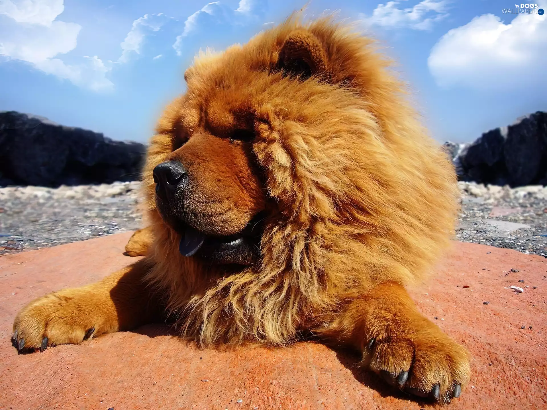 Chow chow, fluffy, doggy