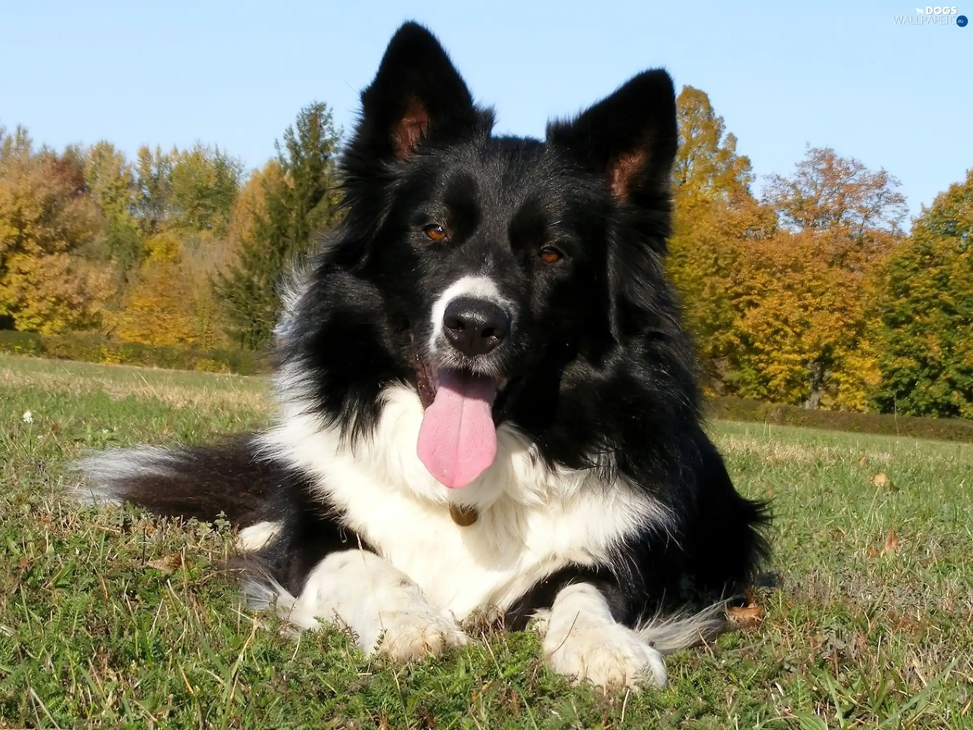 doggy, Border Collie, cheerful