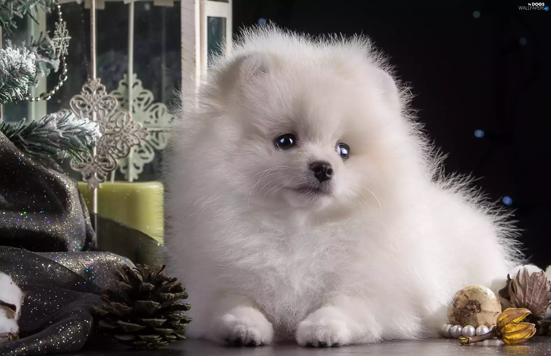 dog, White, point, doggy