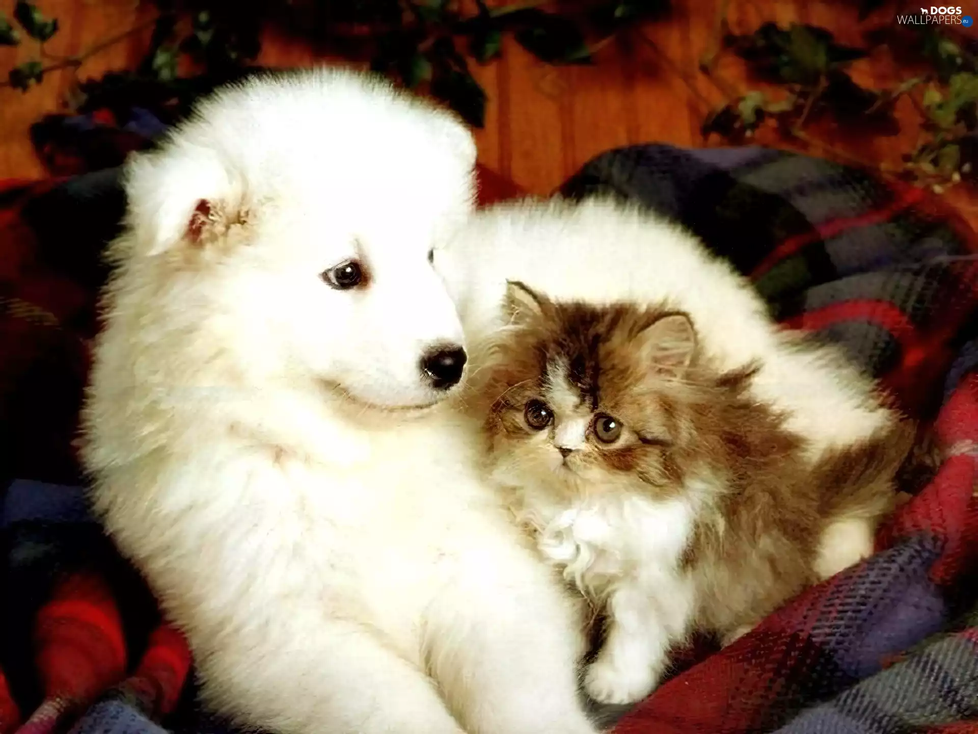 friends, kitten, Blanket, doggy