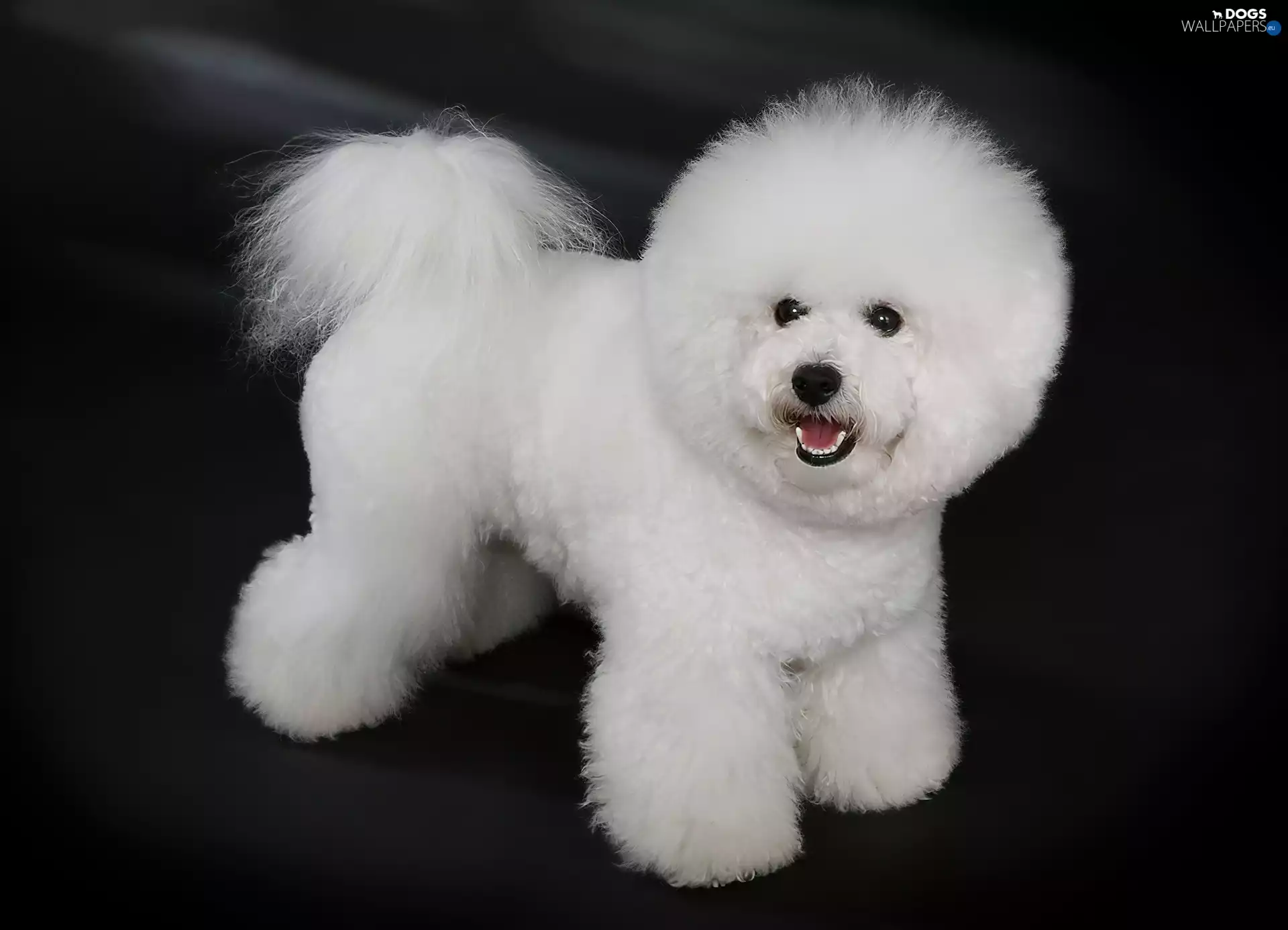 doggy, Bichon frise