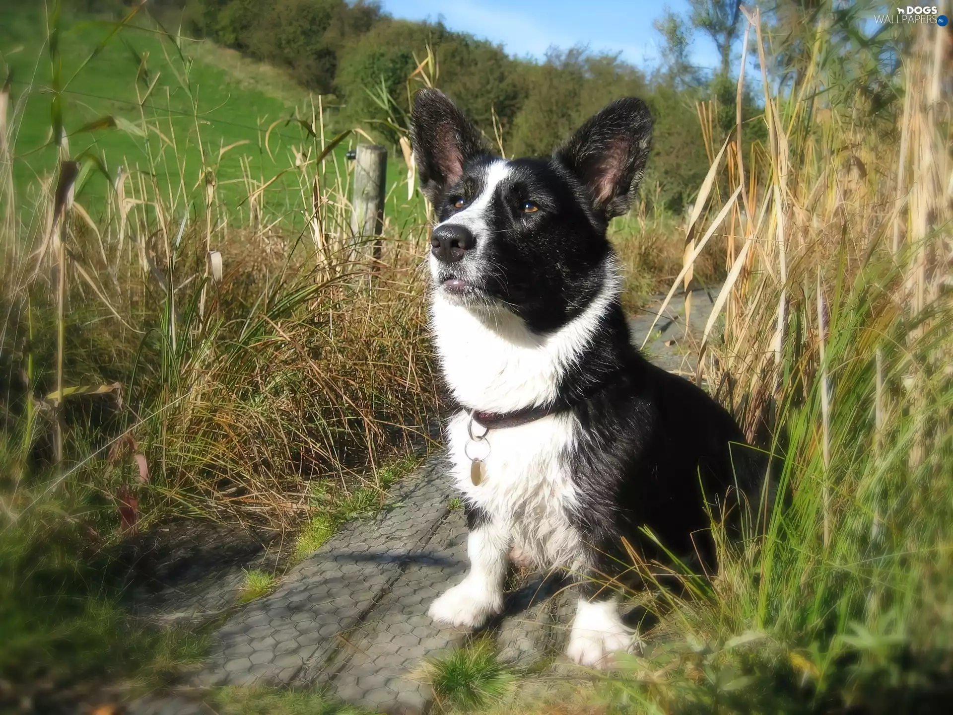 gazing, Path, grass, doggy