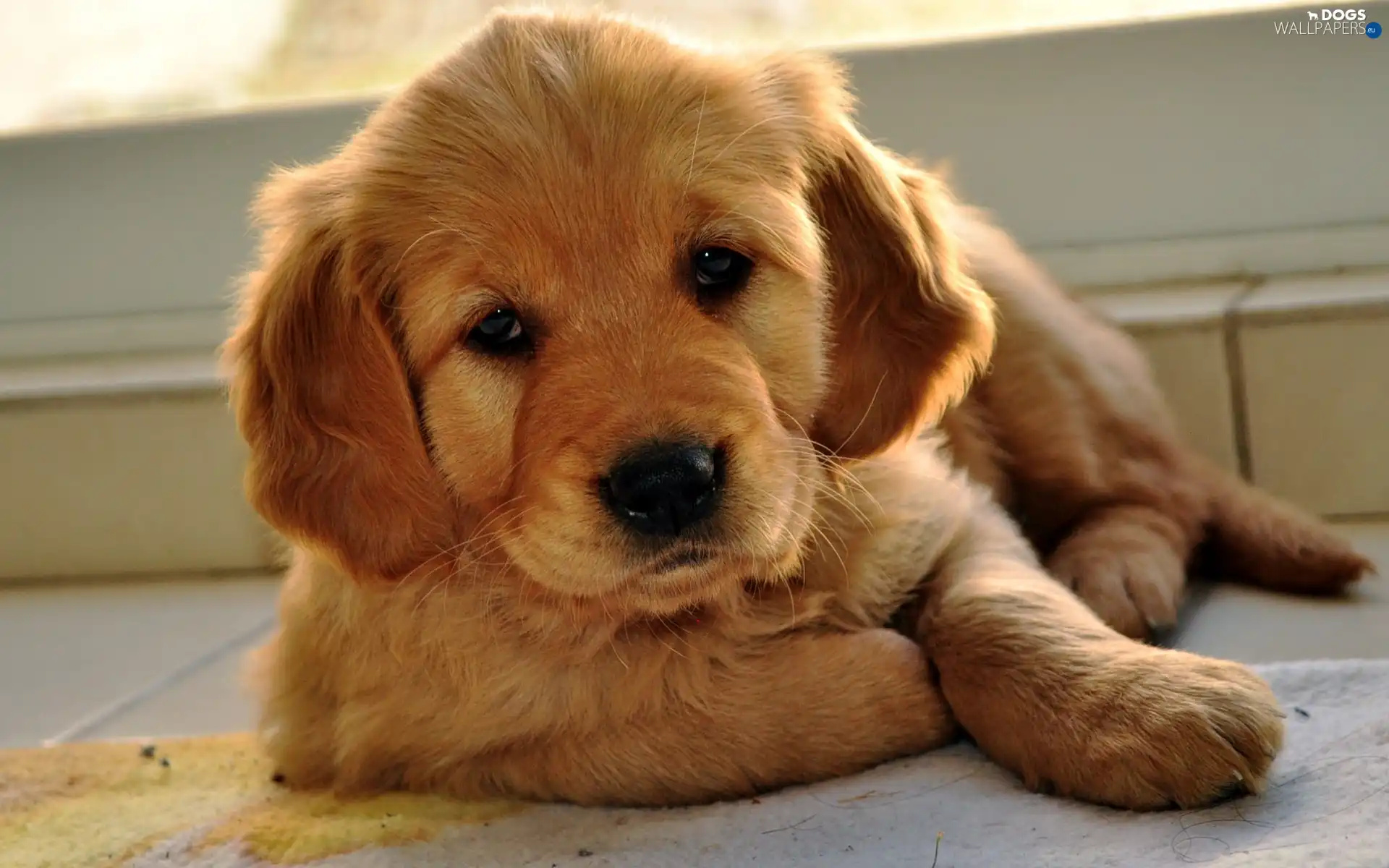 ginger, doggy, tired