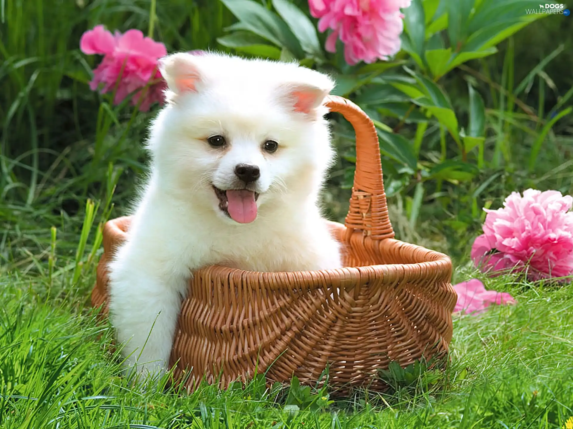 doggy, basket, grass, Flowers