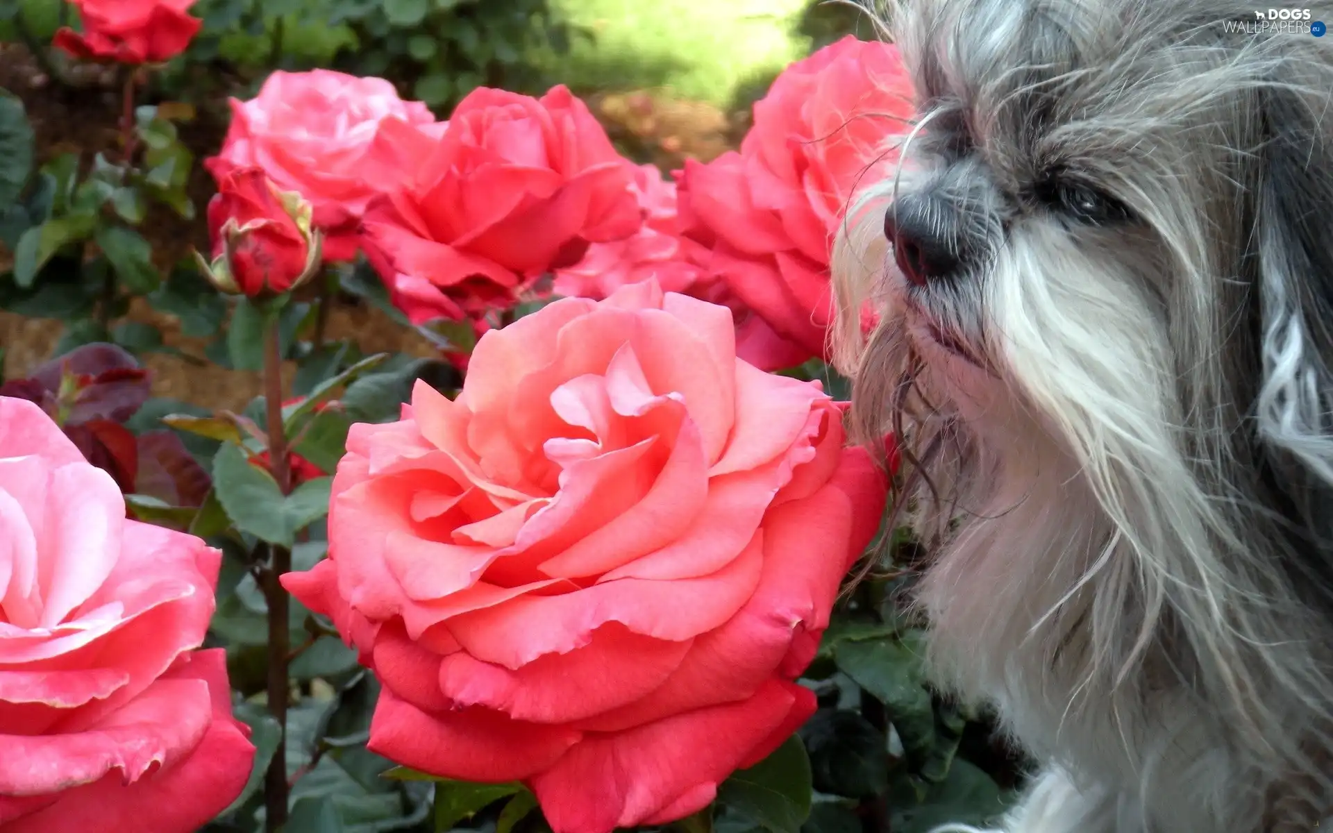 Gray, doggy, roses