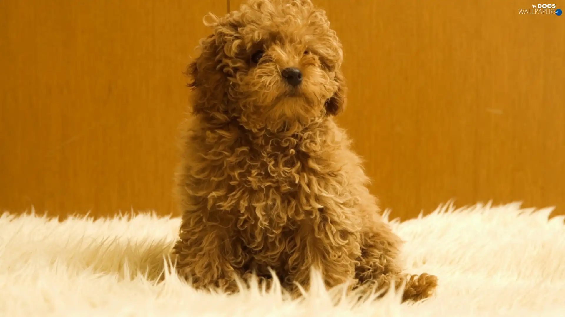hairy, doggy, small
