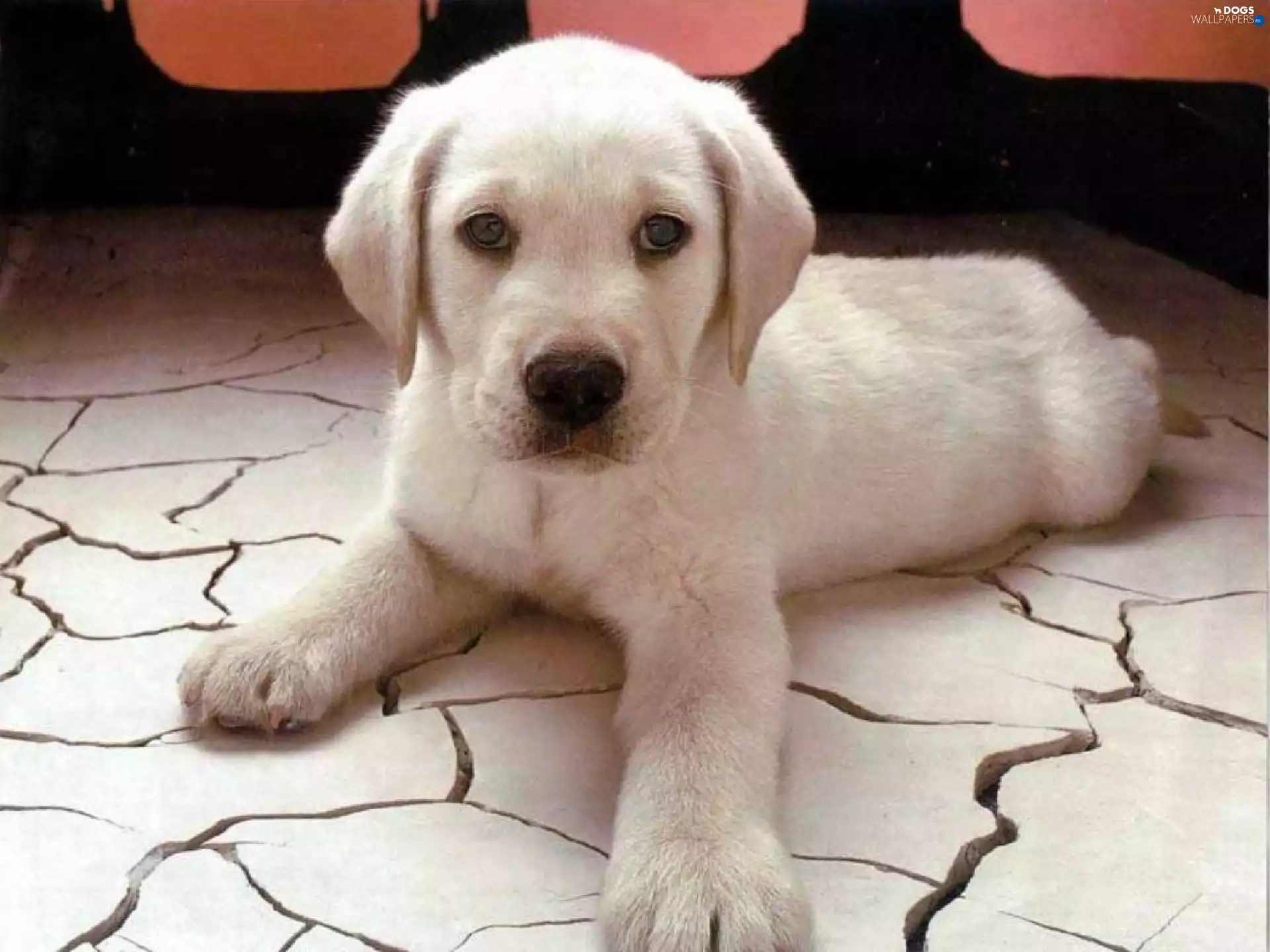Labrador Retriever, White, doggy