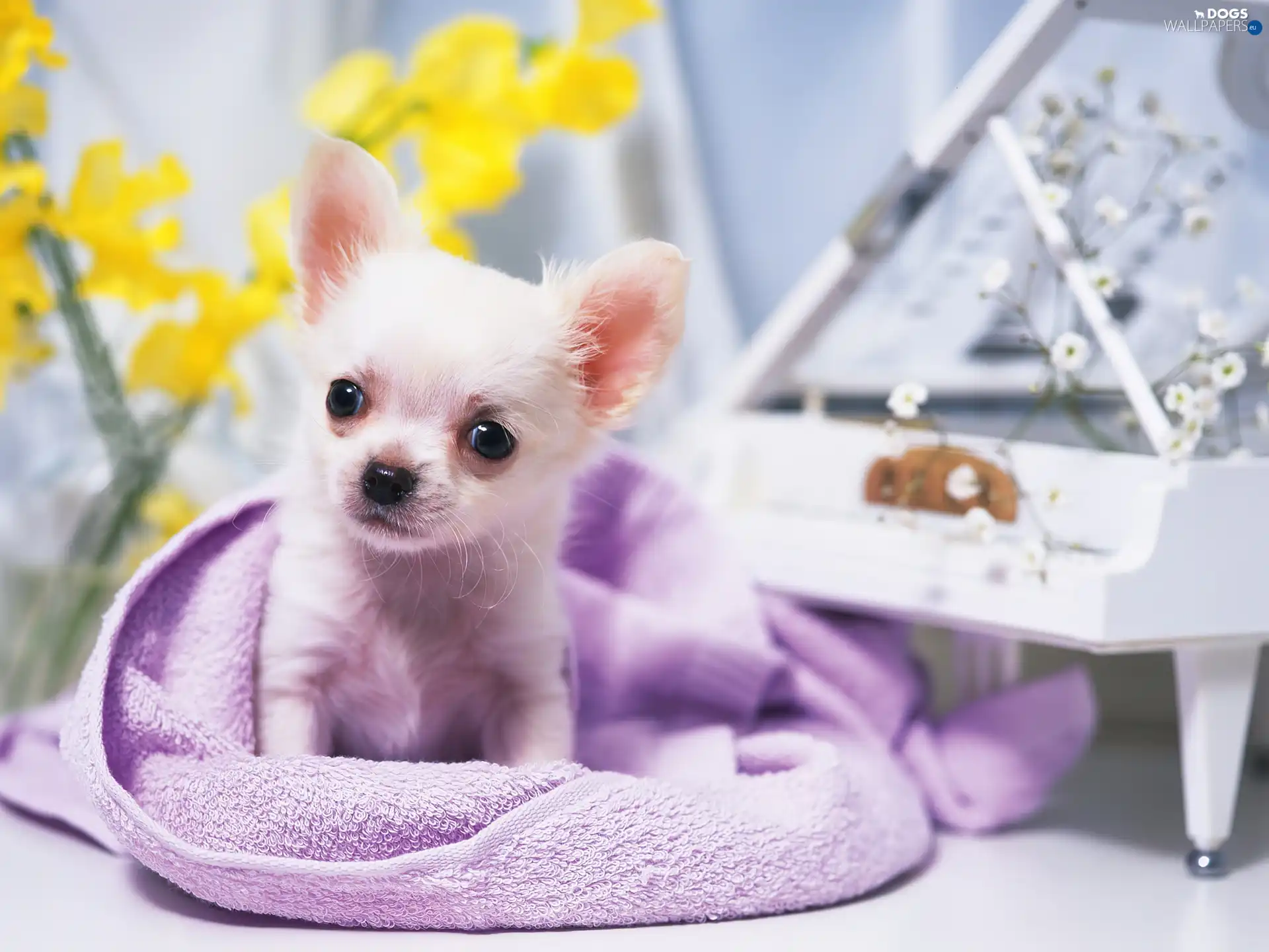 Chihuahua, doggy, sweet, Little