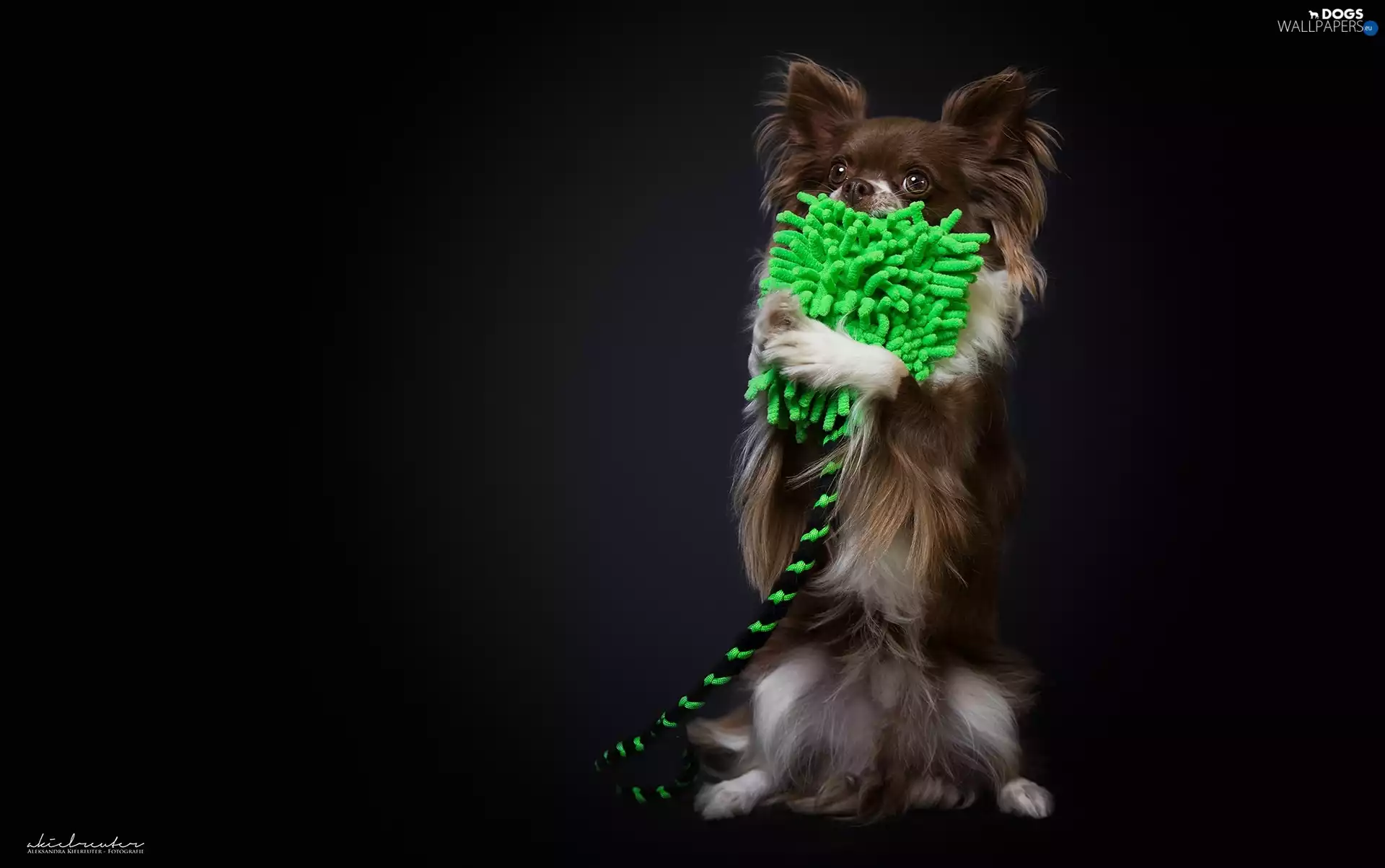 toy, doggy, Long-haired Chihuahua