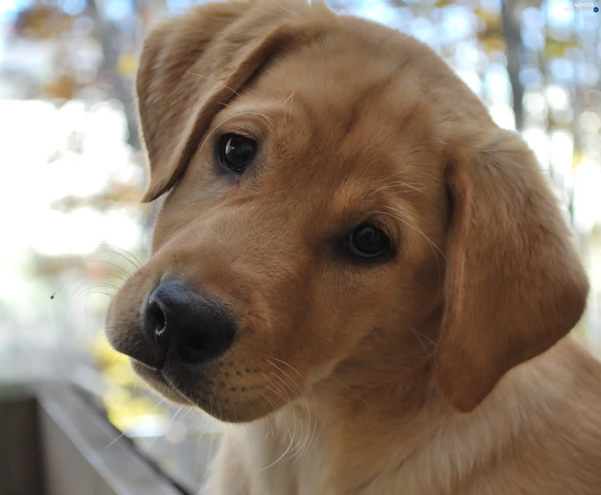 doggy, Labrador Retriever, sad