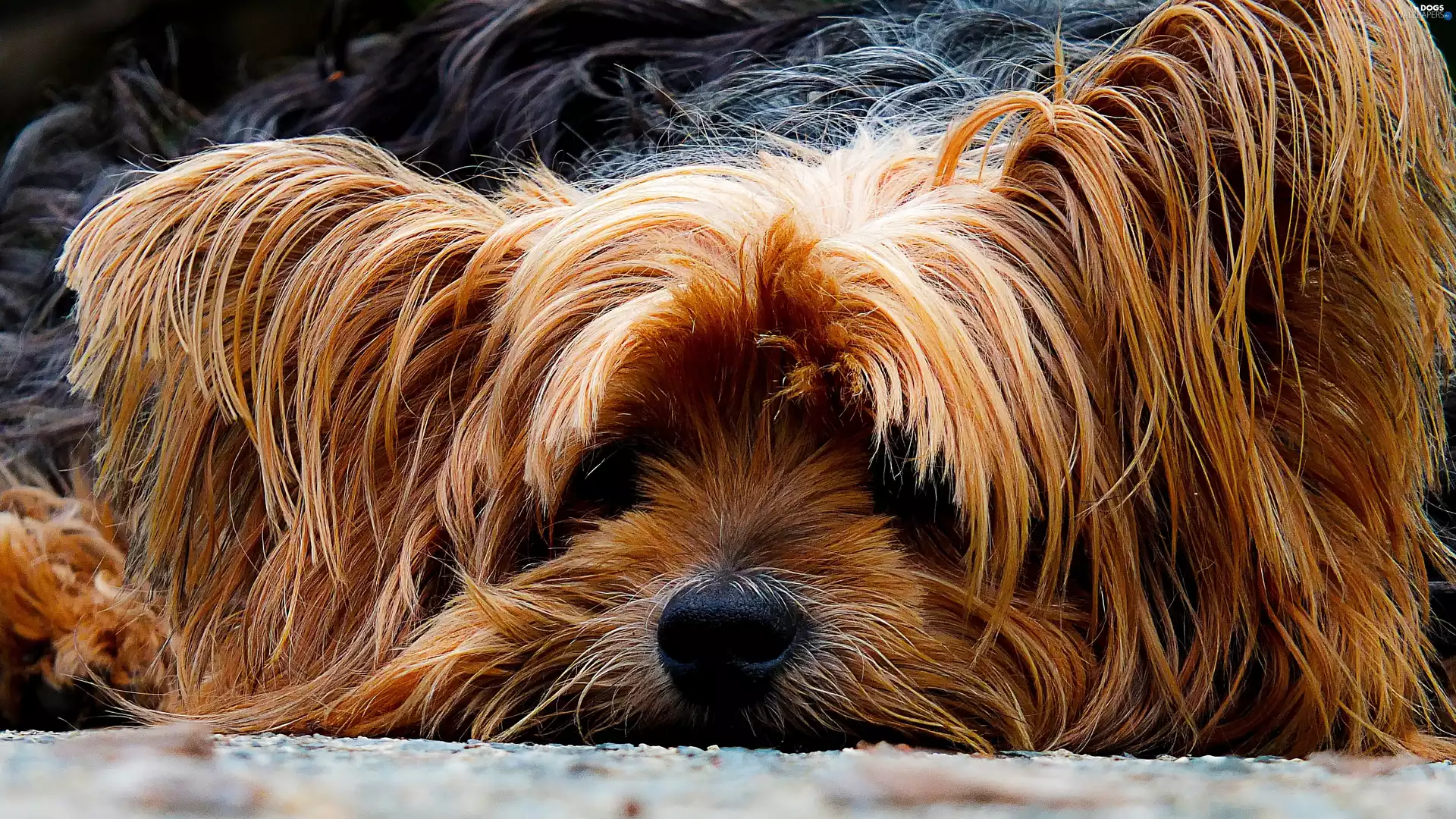 sad, Yorkshire, Terrier, doggy