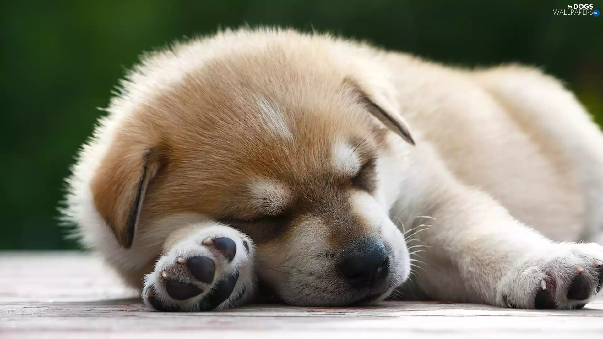 doggy, small, sleepy