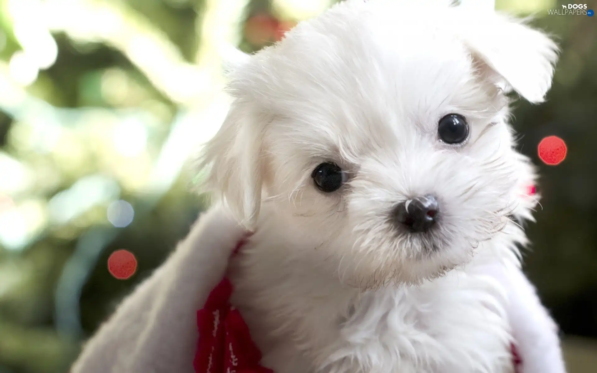 doggy, honeyed, small, White
