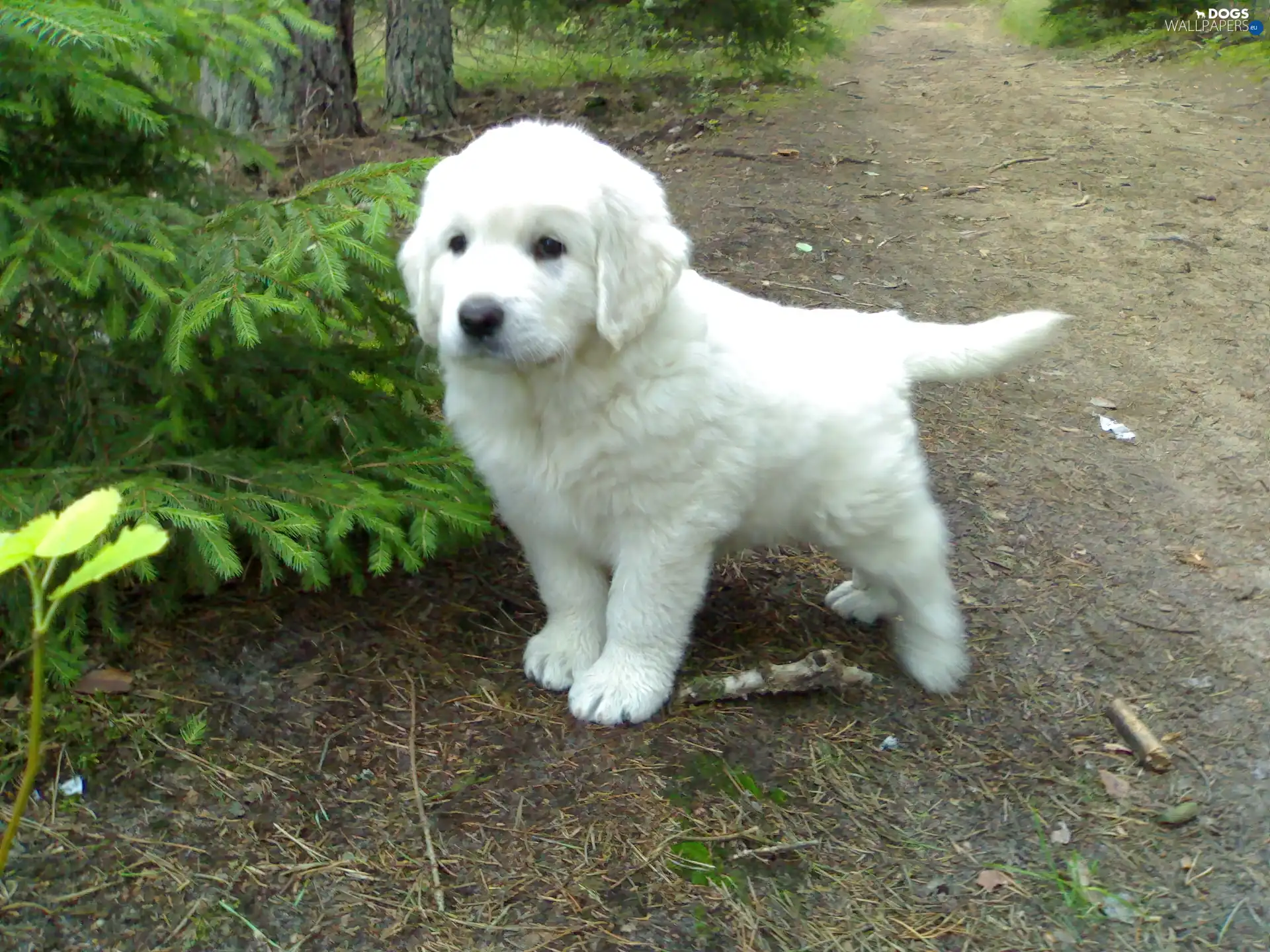 small, doggy, White