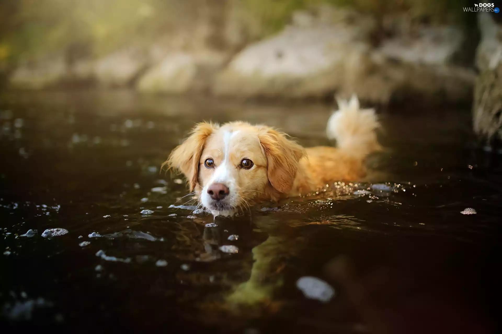 swimming, puppie, River, doggy
