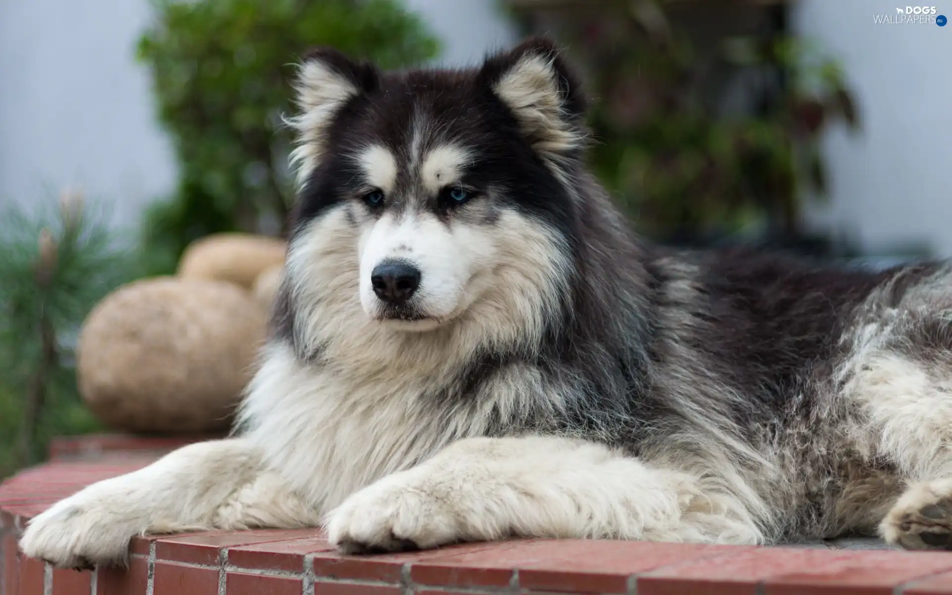 doggy, thoughtful