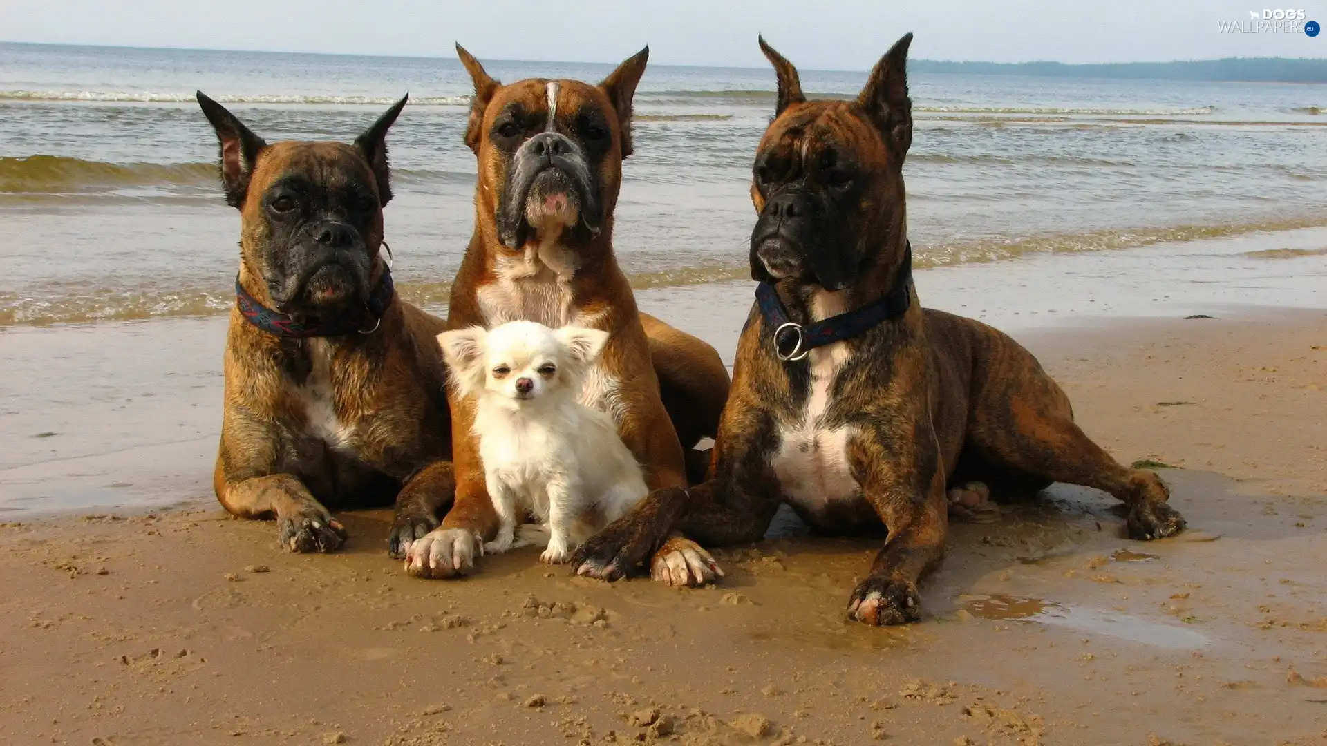 doggy, small, Three, boxers