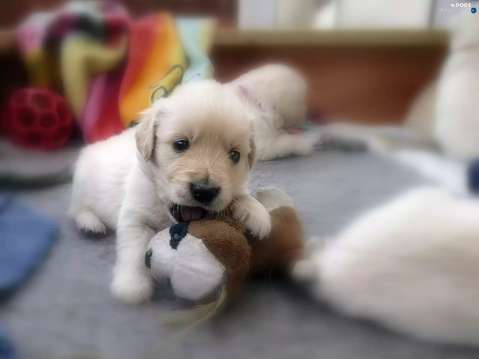 doggy, plush toy