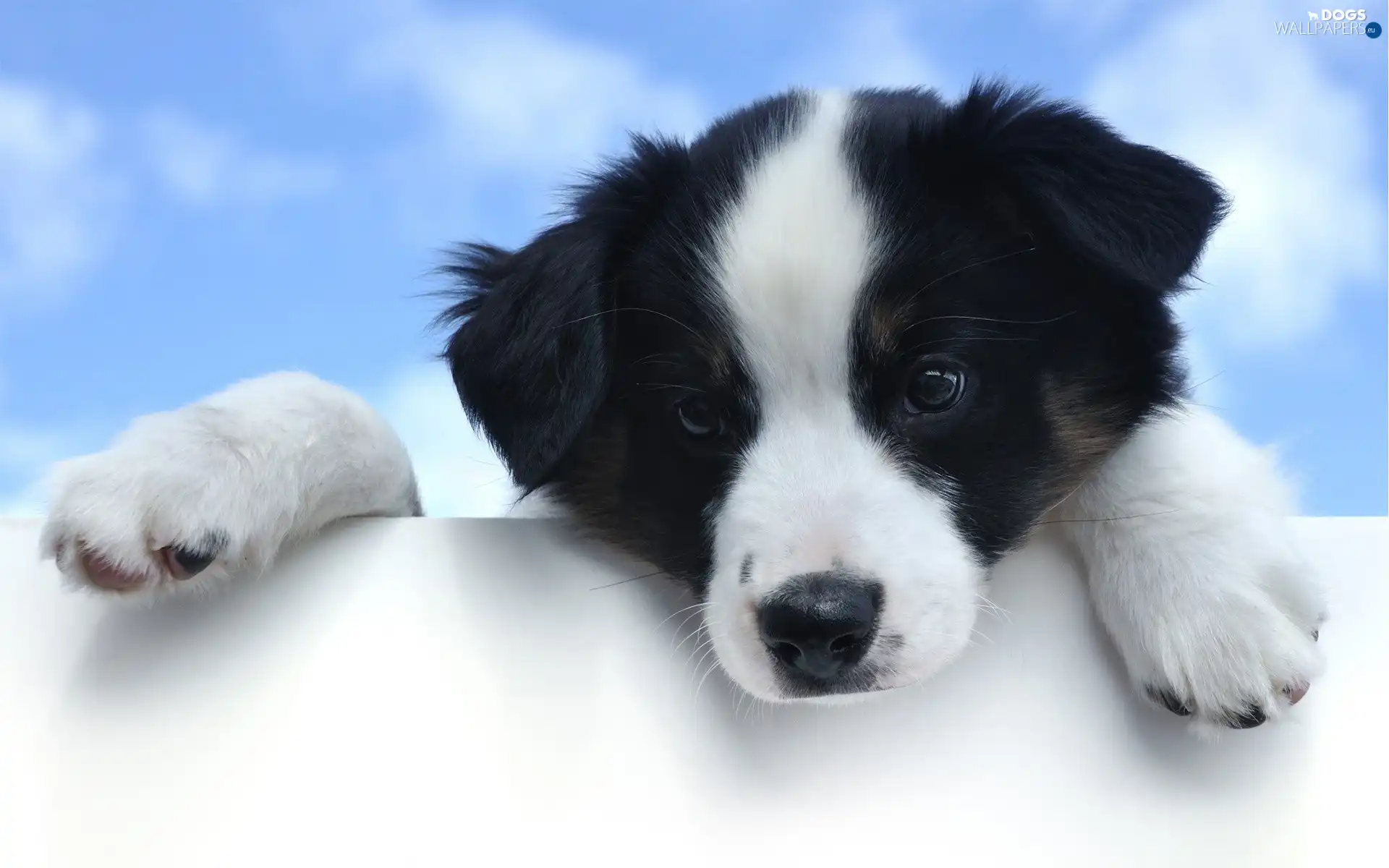 White, doggy, black