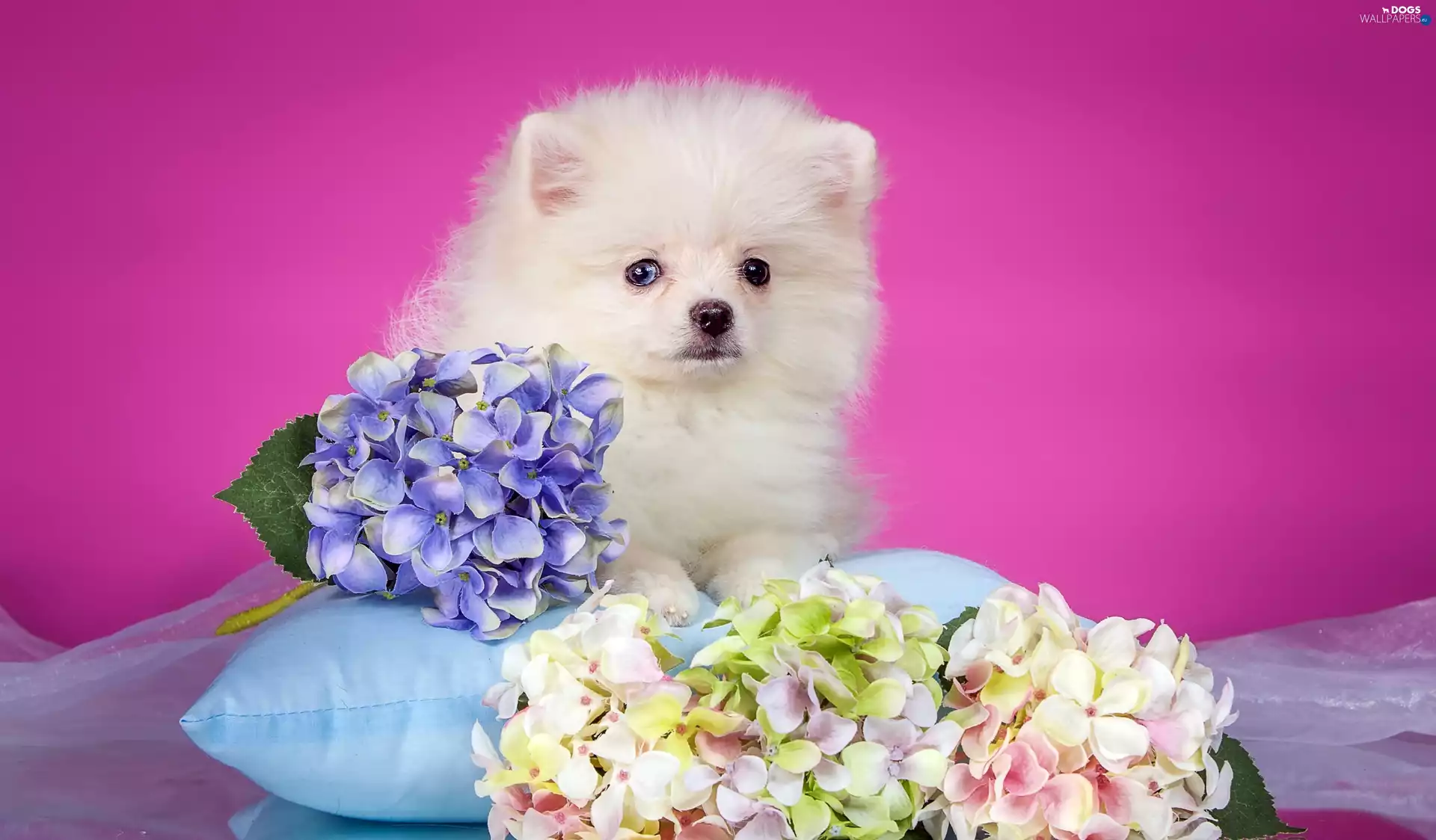 White, Flowers, hydrangeas, doggy