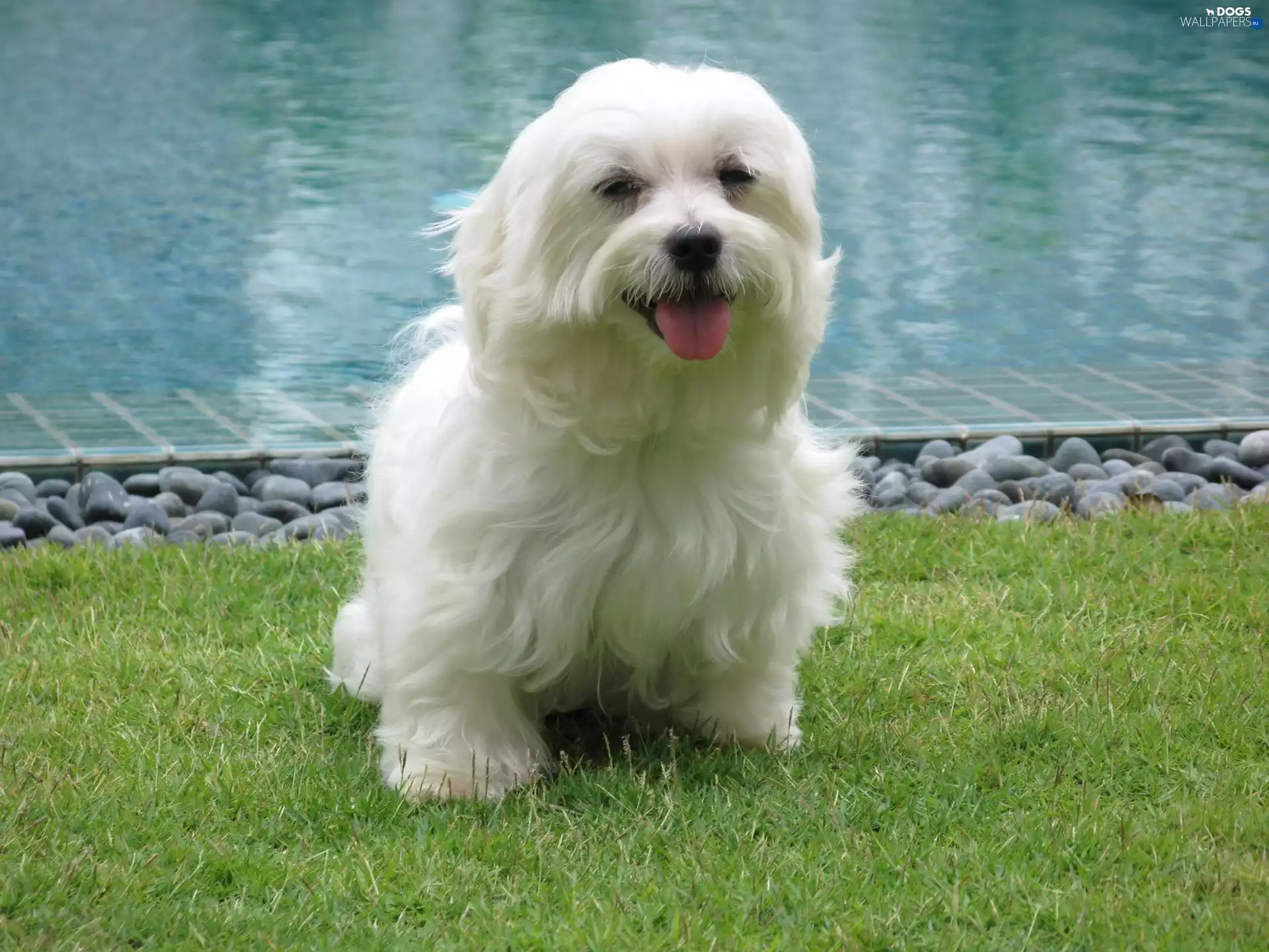 White, grass, Pool, doggy