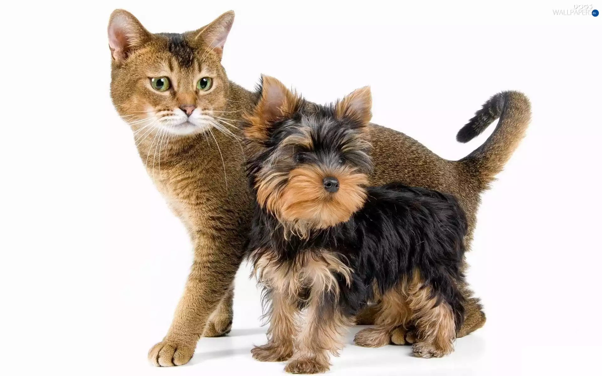 Yorkshire Terrier, kitten, doggy