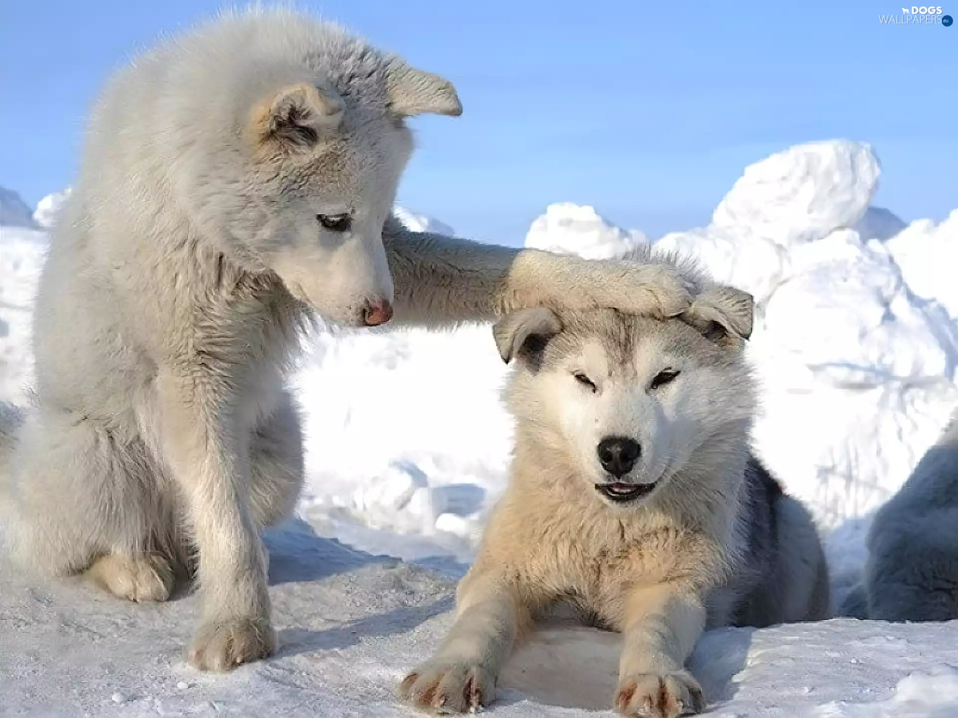 Alaskan, Two cars, Dogs