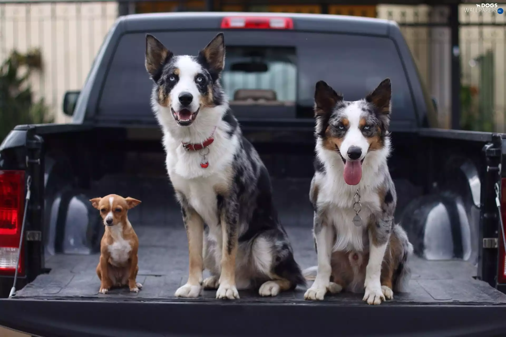 Dogs, Automobile