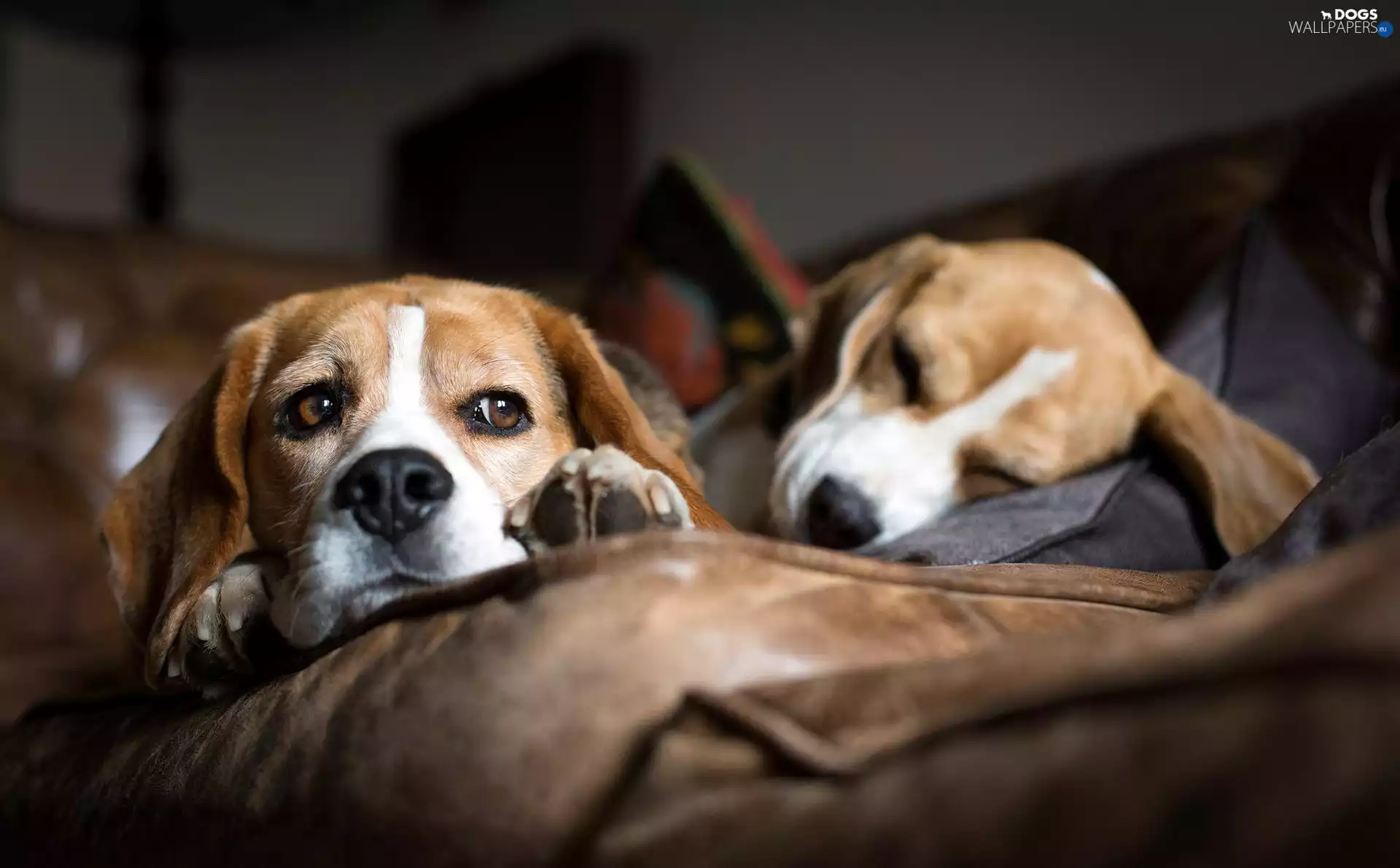 Beagle, Two cars, Dogs