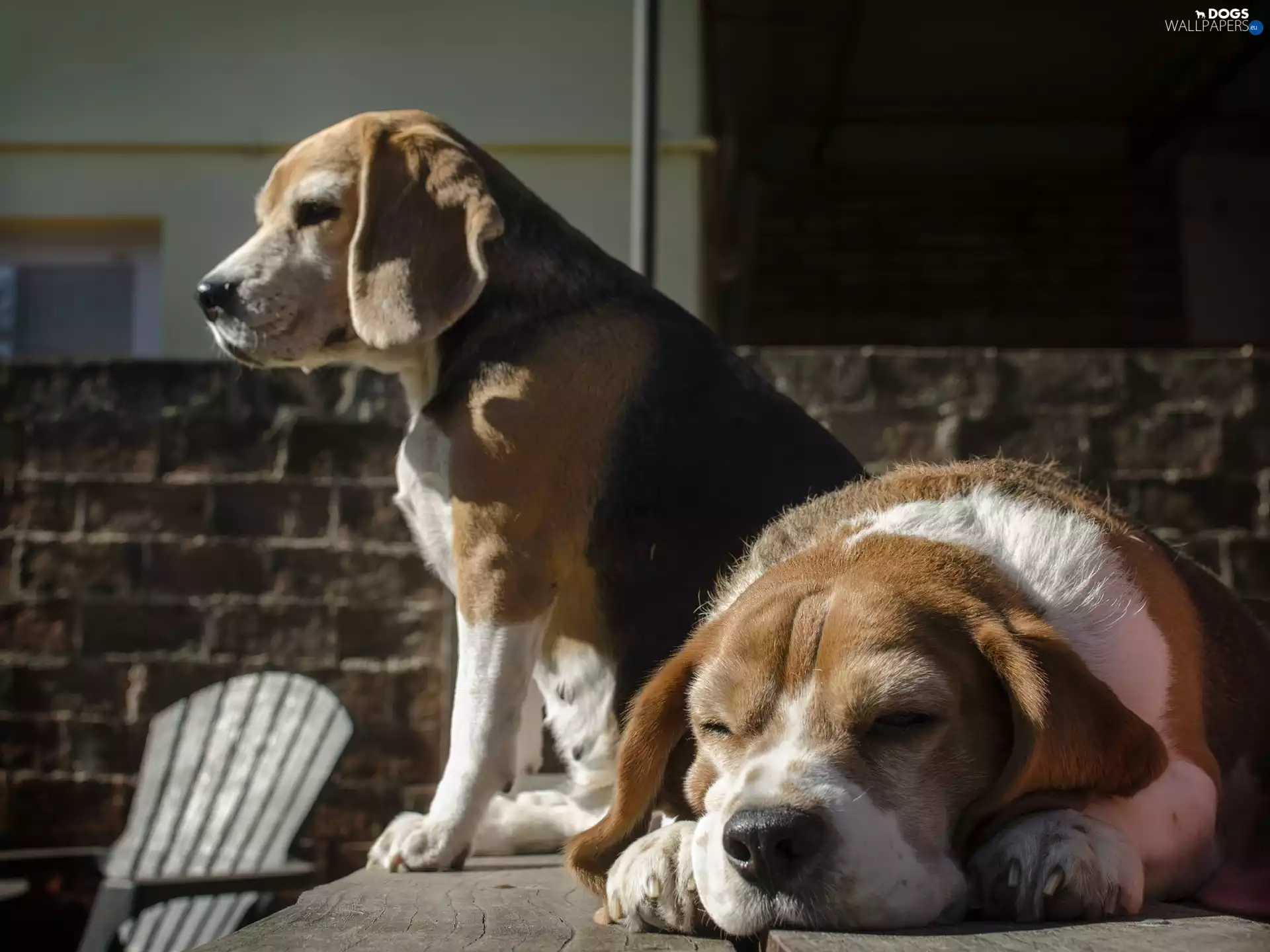 Dogs, Beagle
