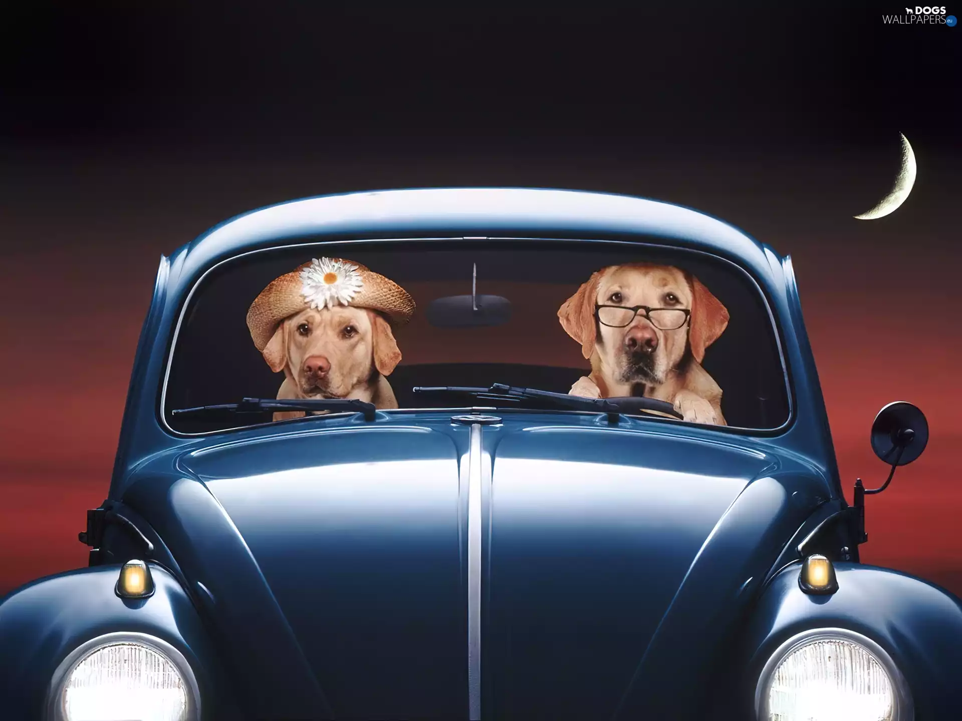 Dogs, New Beetles