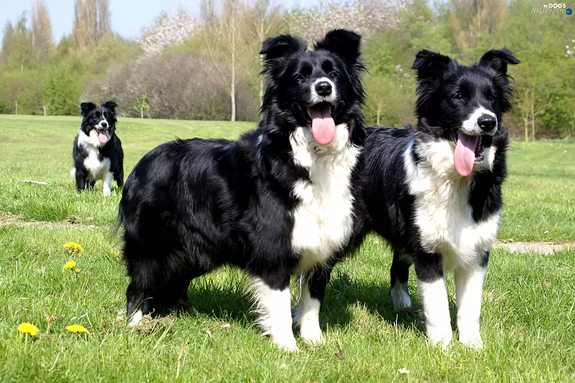 Border Collie, Three, Dogs
