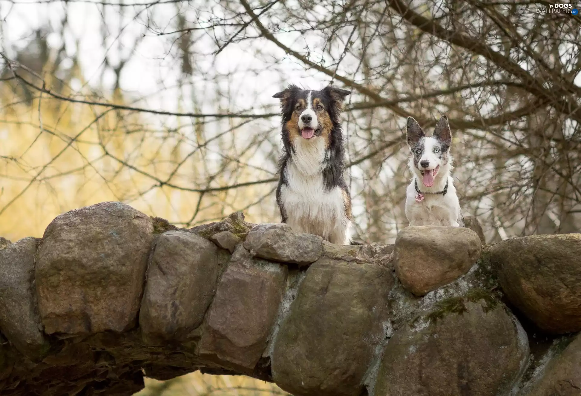 bridge, Two cars, Dogs