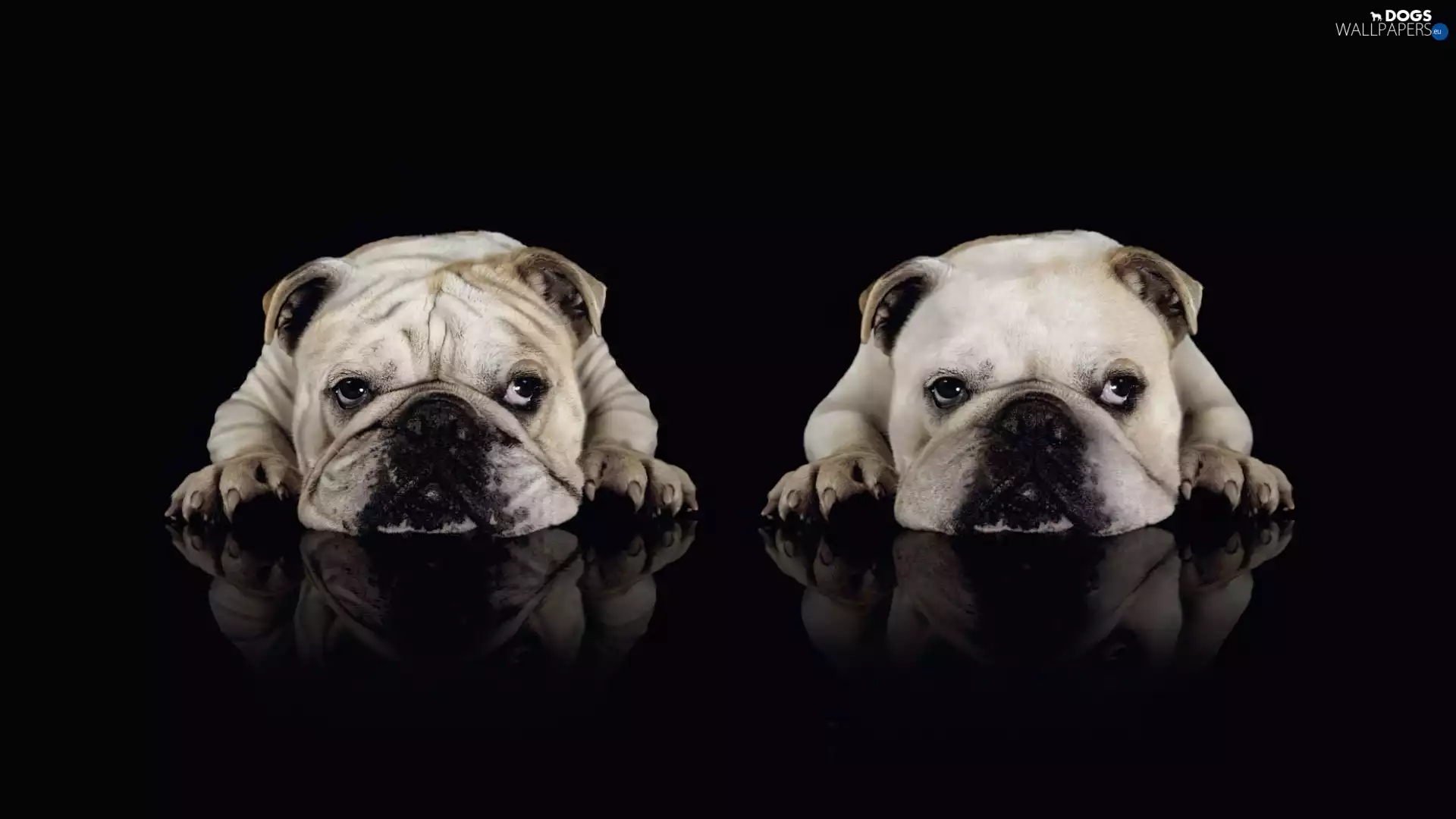 Bulldogs, Two cars, Dogs