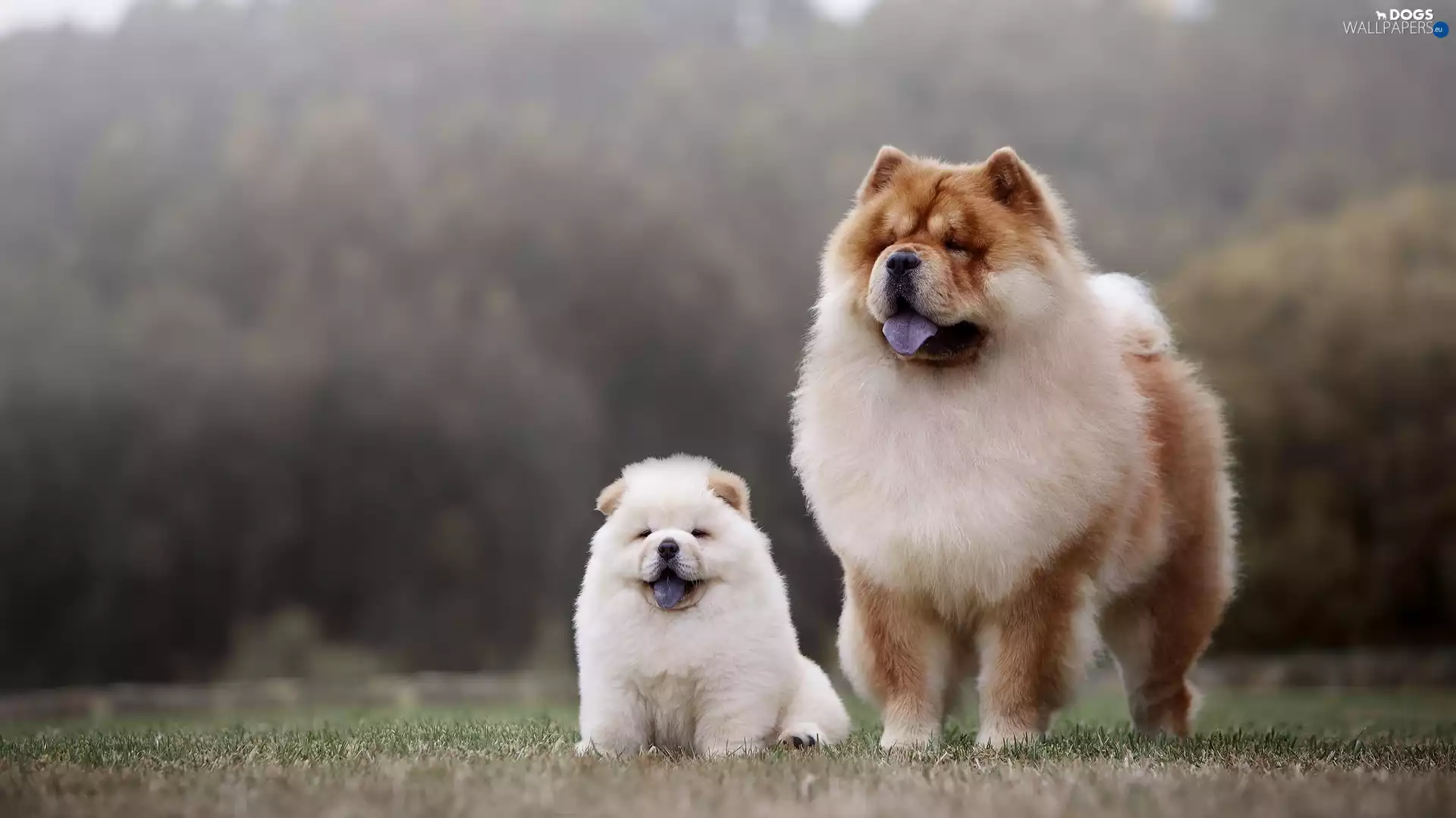 adult, Chow chow, Dogs, Puppy, Two cars